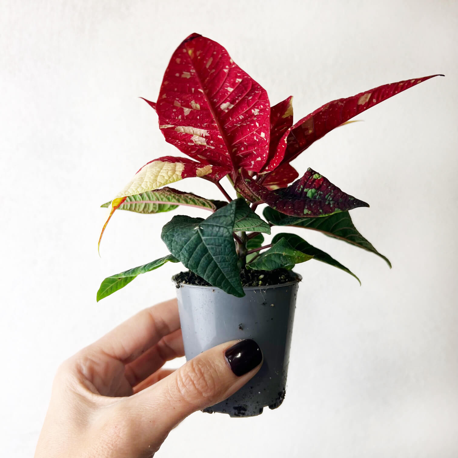 Stella di Natale/ Euphorbia pulch. Primero Glitter