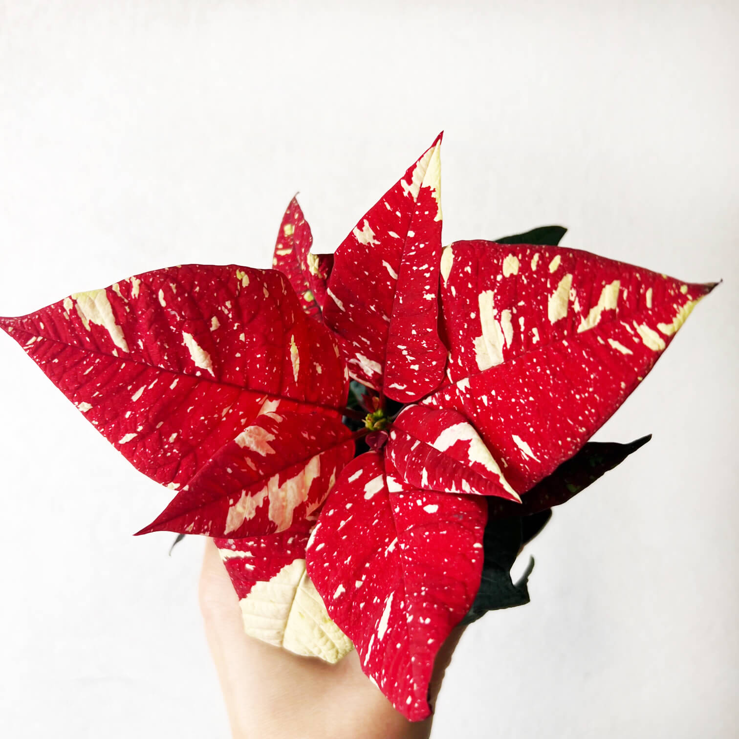 Stella di Natale/ Euphorbia pulch. Primero Glitter