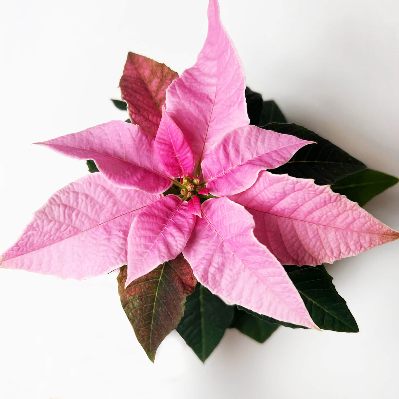 Stella di Natale/ Euphorbia pulch. Hot Pink