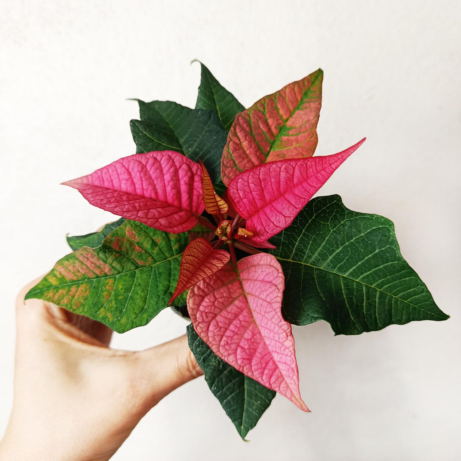 Stella di Natale/ Euphorbia pulch. Dark Pink