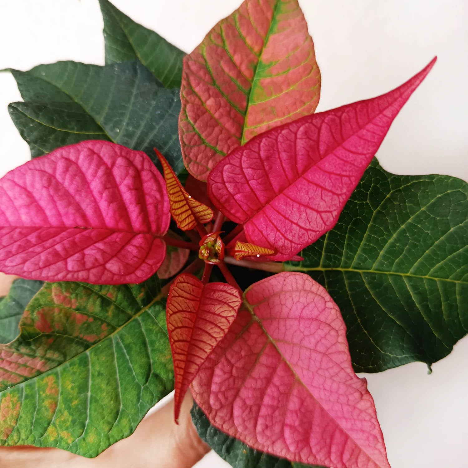 Stella di Natale/ Euphorbia pulch. Dark Pink