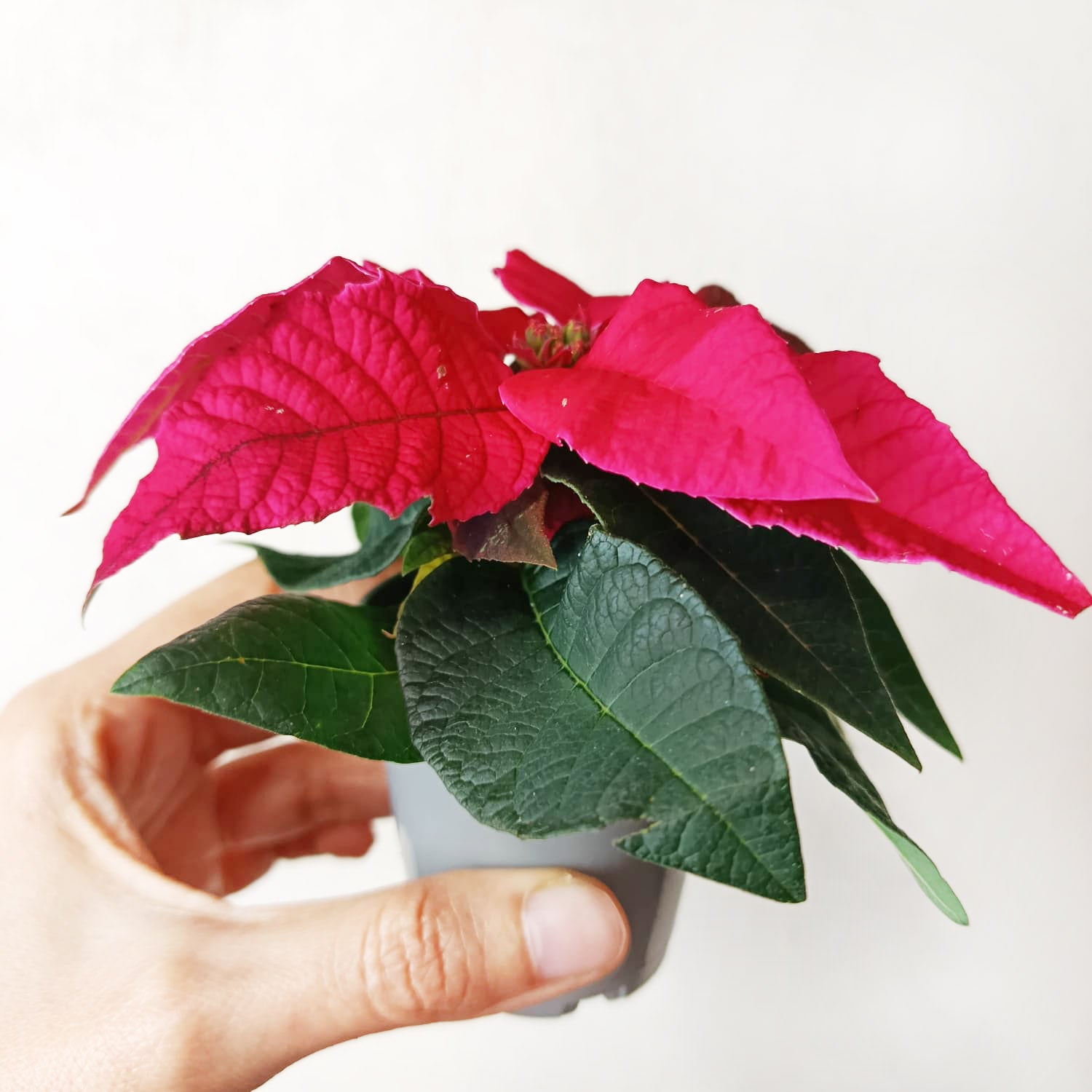 Stella di Natale/ Euphorbia pulch. Magenta