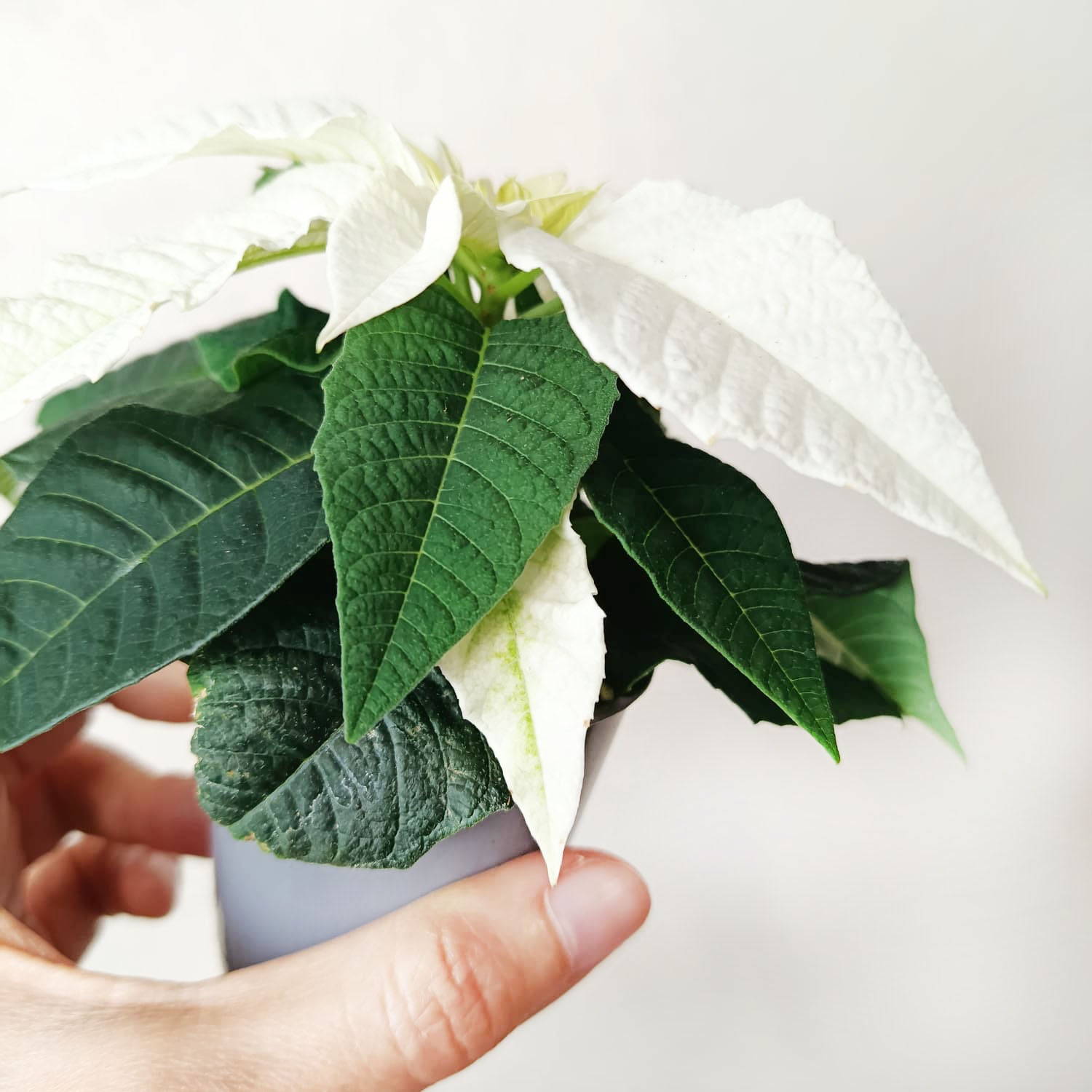 Stella di Natale/ Euphorbia pulch. White