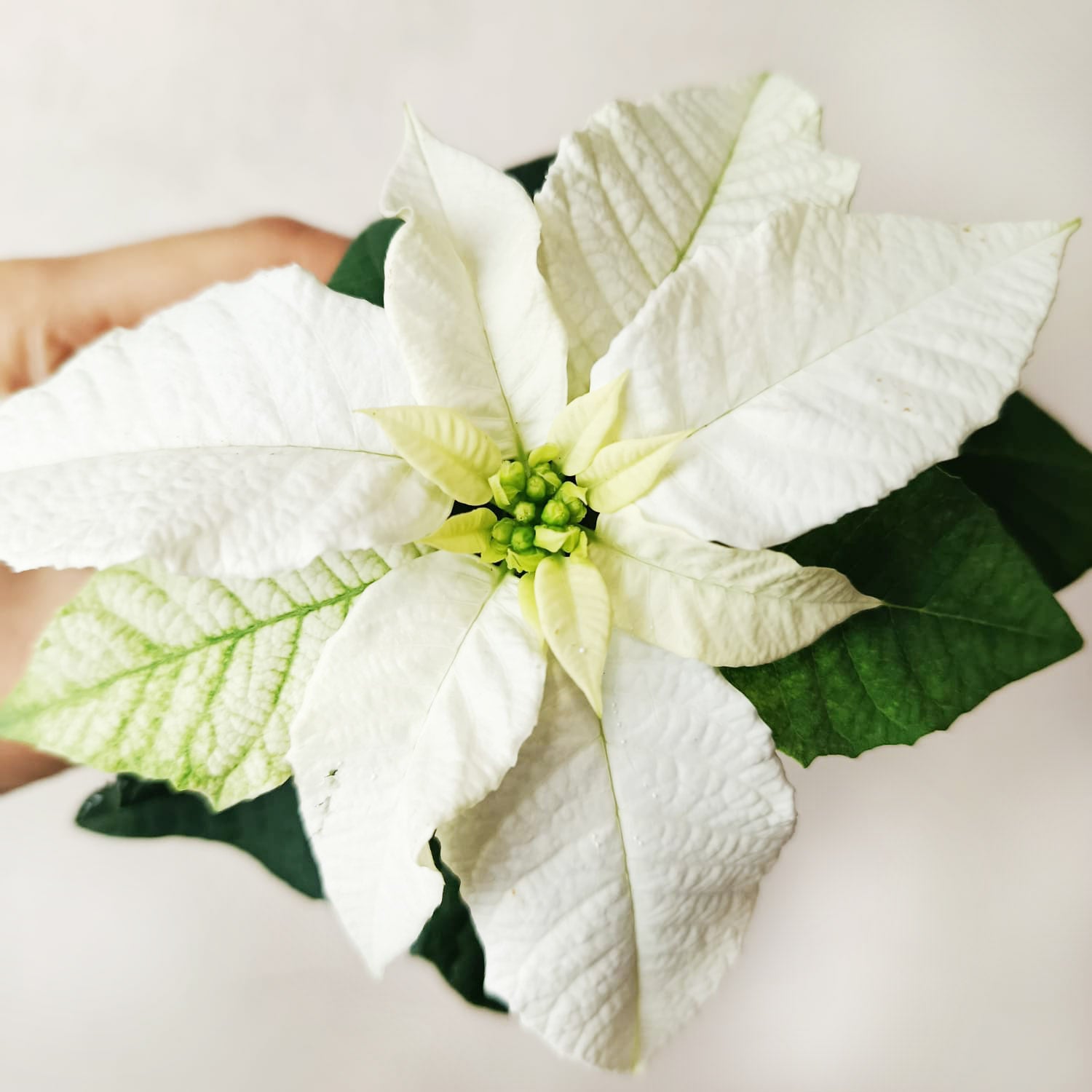 Stella di Natale/ Euphorbia pulch. White