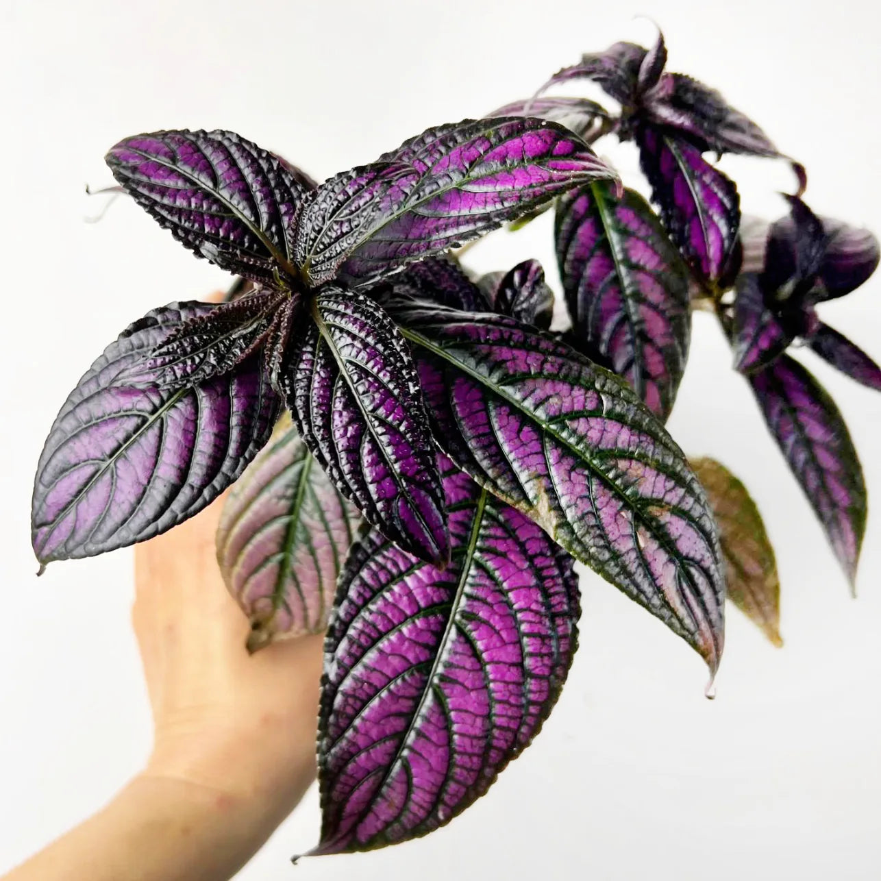 Strobilanthes Dyeriana Metalllica