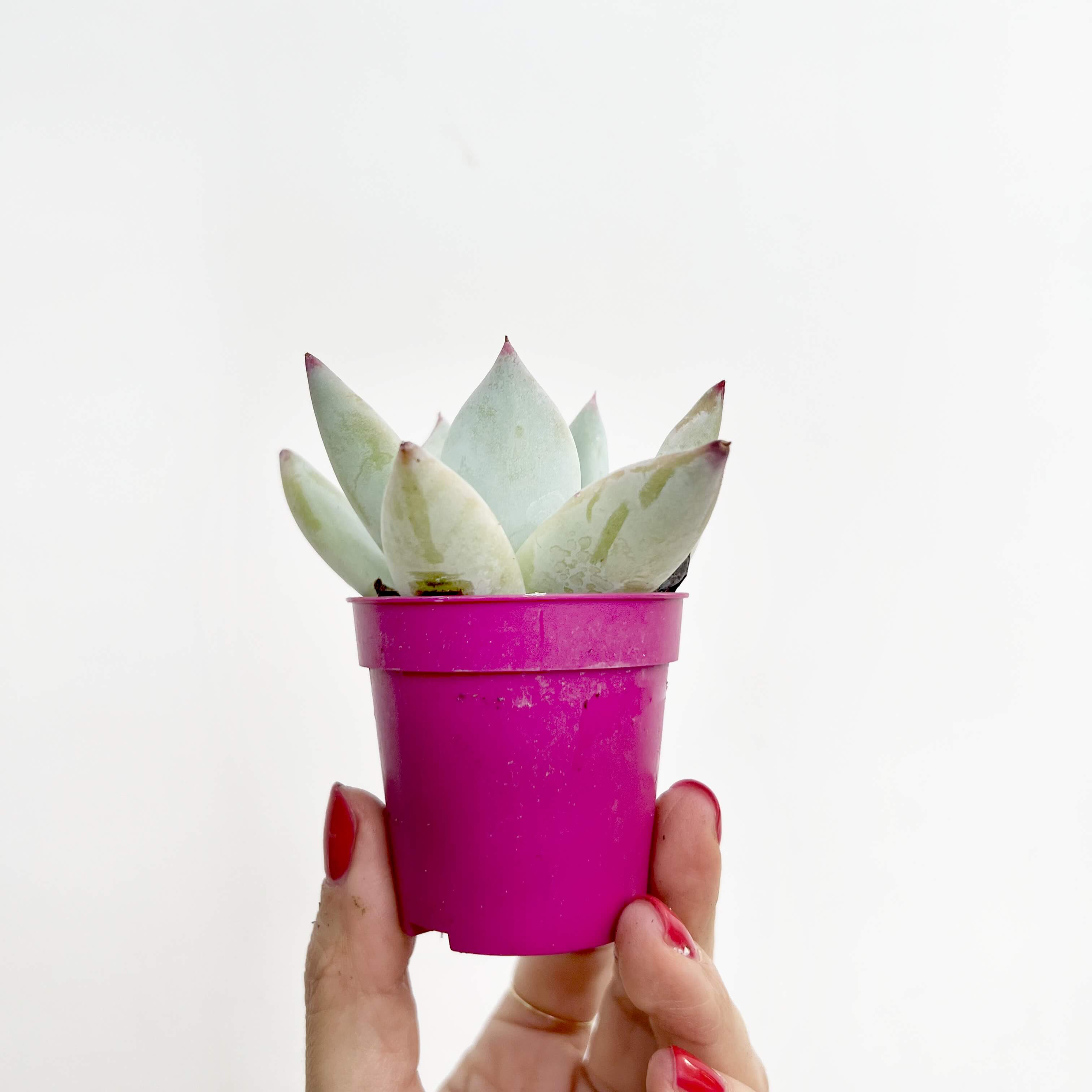 Mix 5 Mini Succulente a sorpresa
