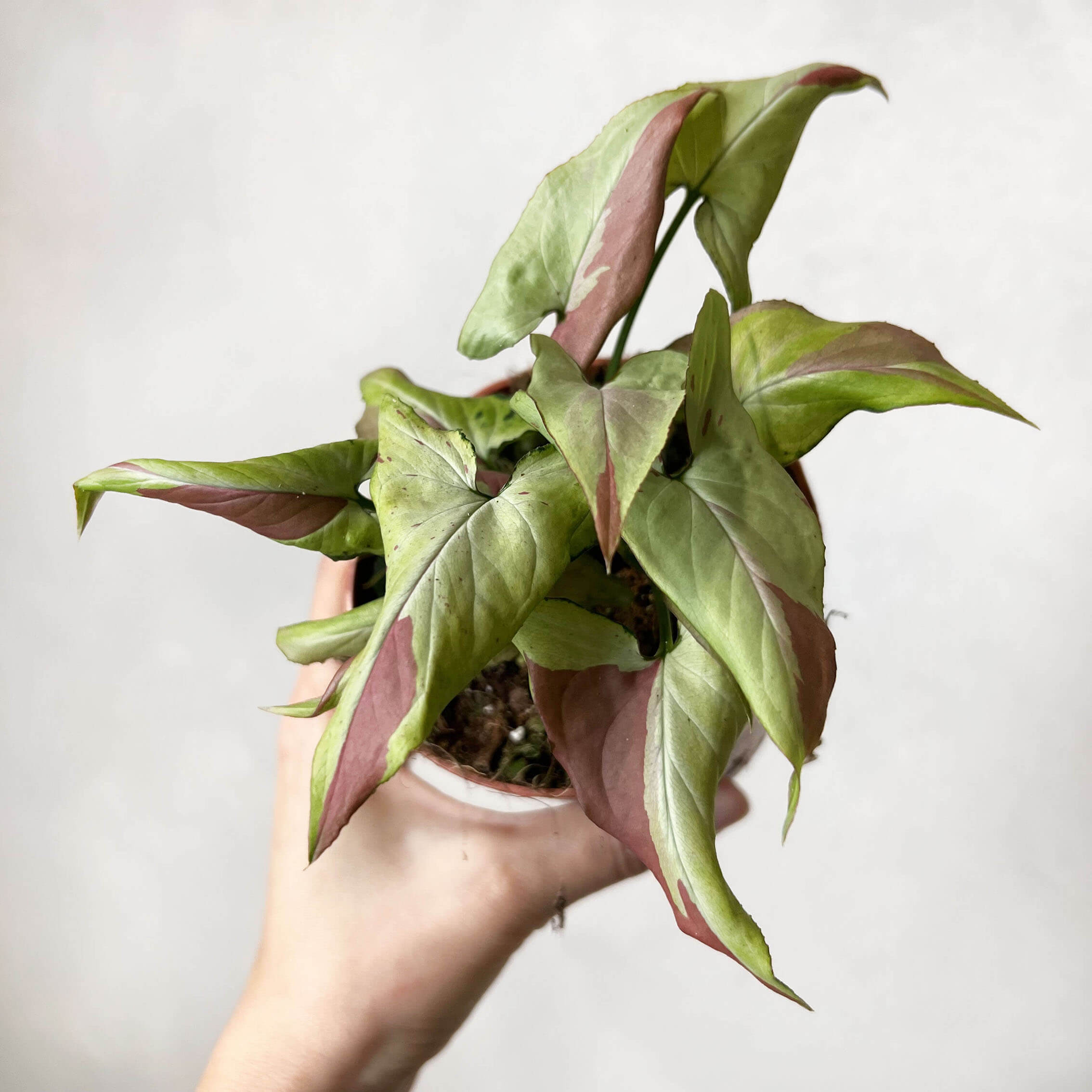 Syngonium Orm Nagpur Variegata