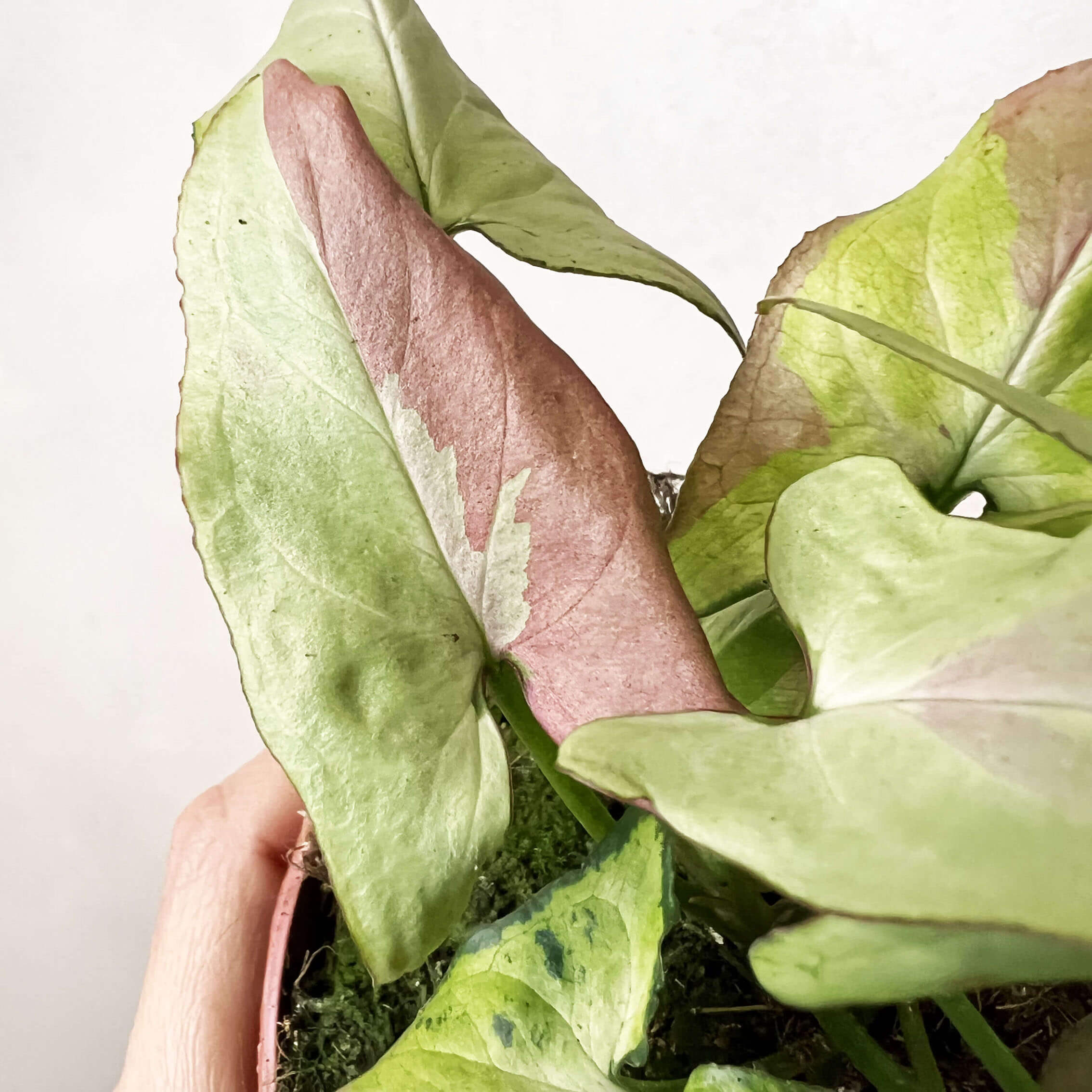 Syngonium Orm Nagpur Variegata