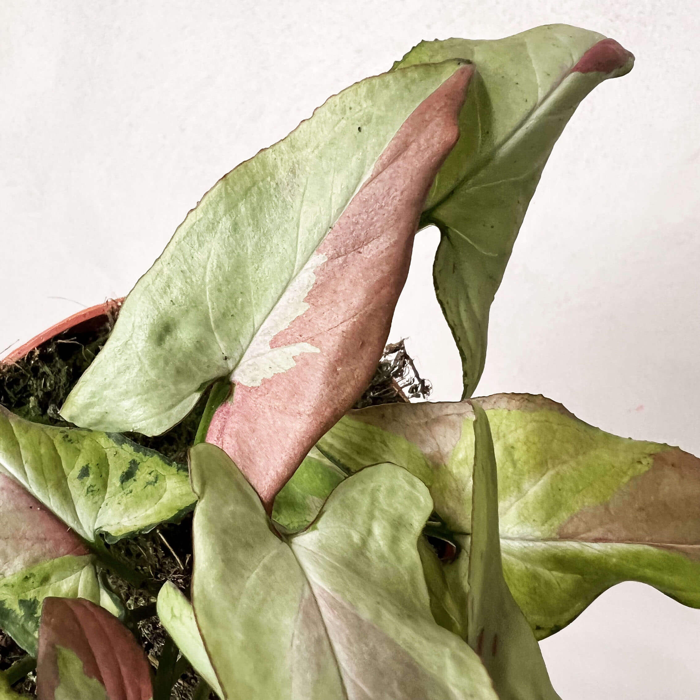 Syngonium Orm Nagpur Variegata