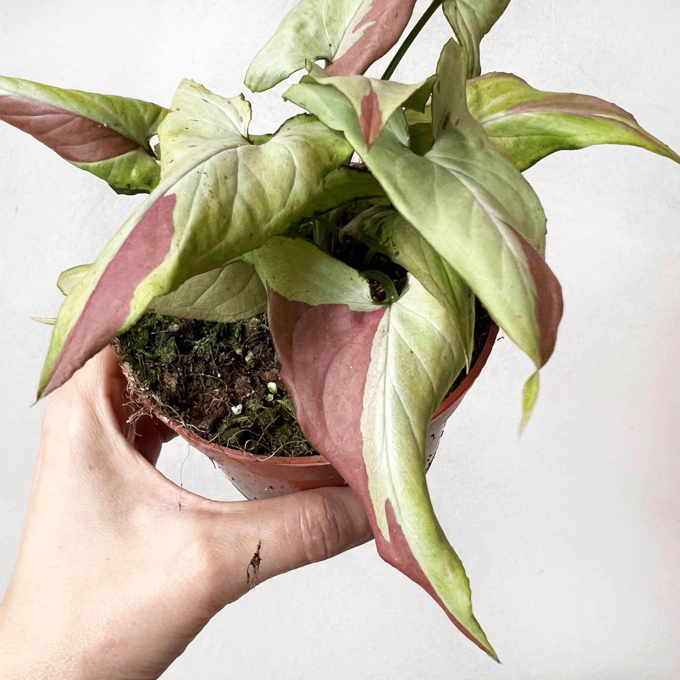 Syngonium Orm Nagpur Variegata