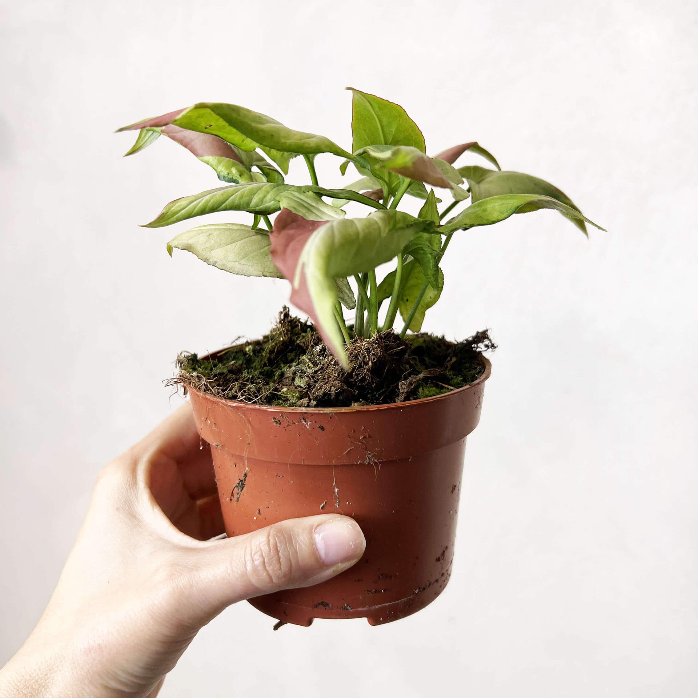 Syngonium Orm Nagpur Variegata