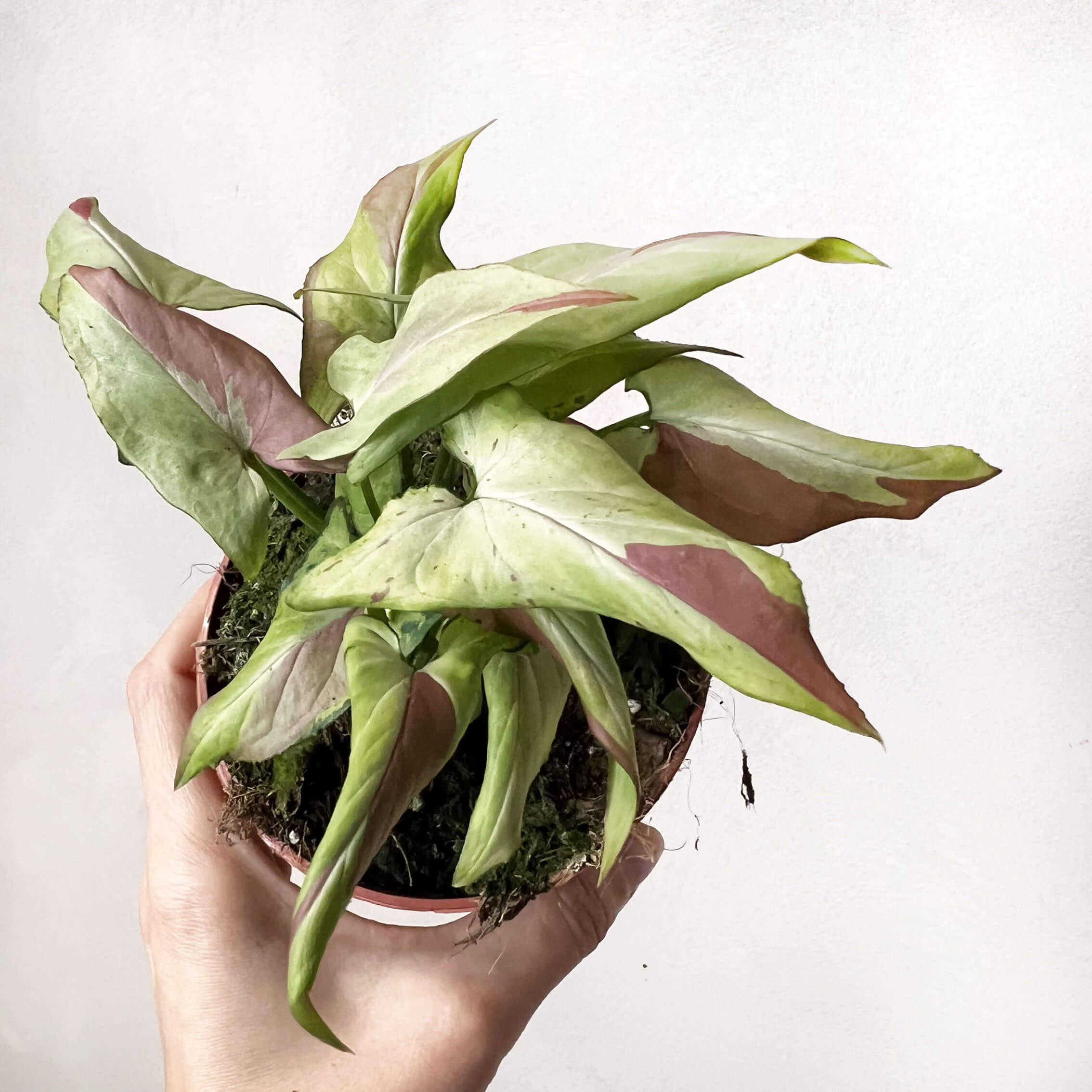 Syngonium Orm Nagpur Variegata