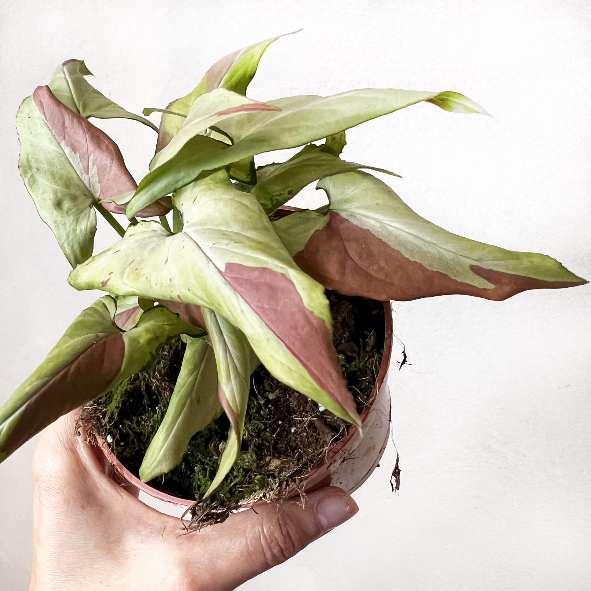 Syngonium Orm Nagpur Variegata