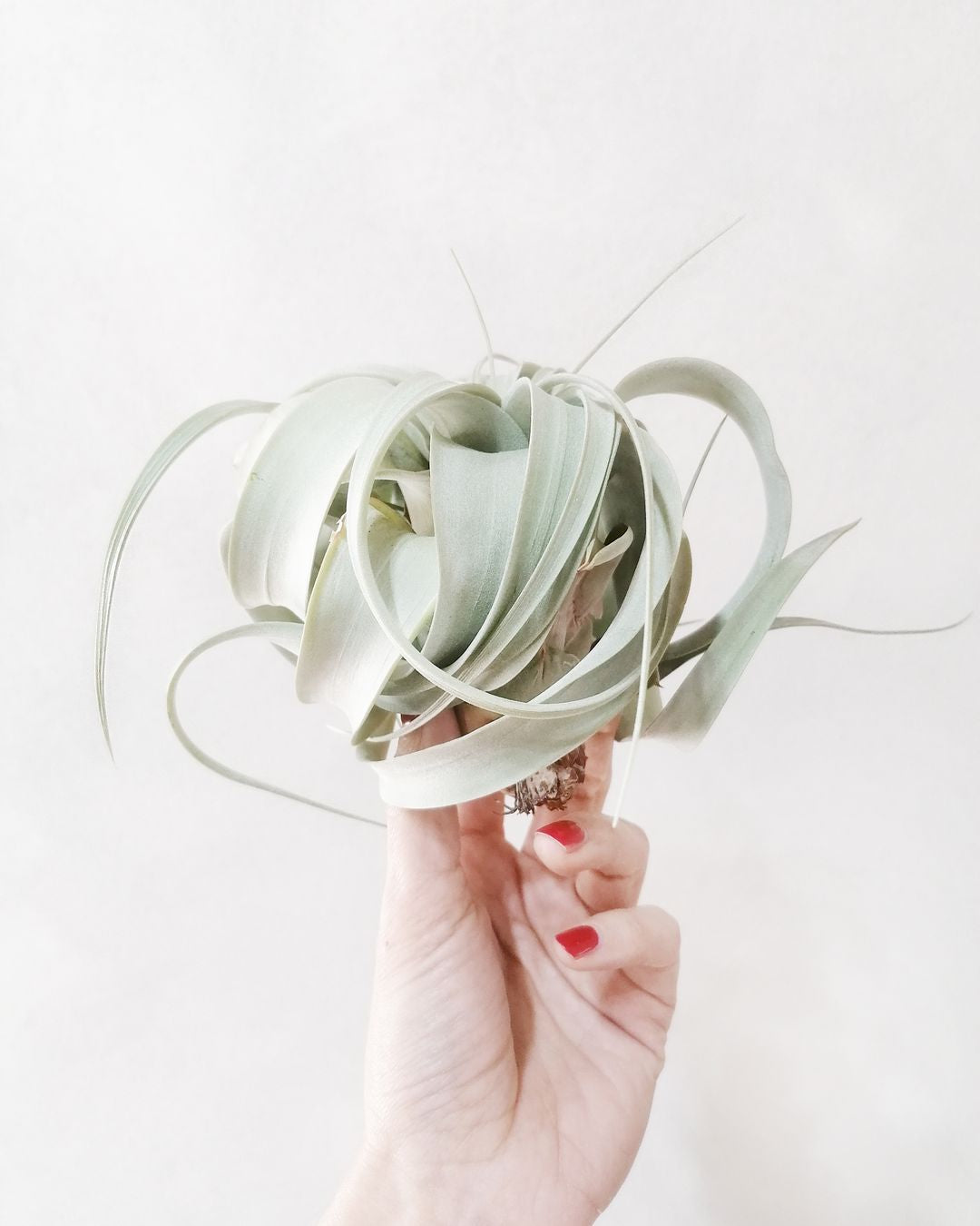 Tillandsia Xerographica