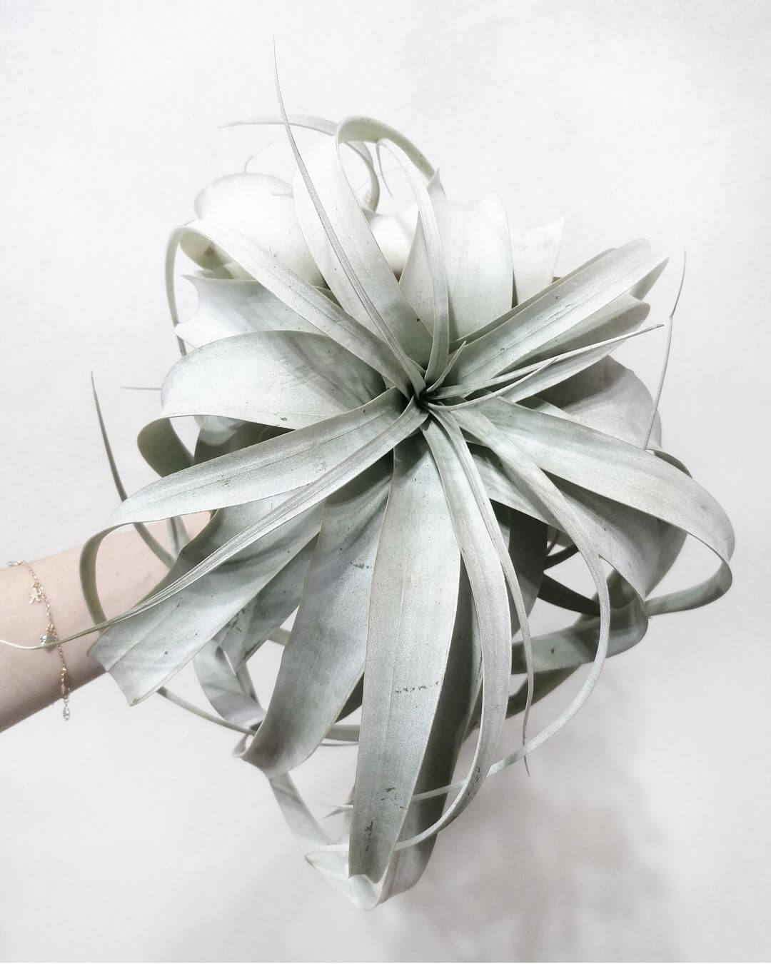 Tillandsia Xerographica