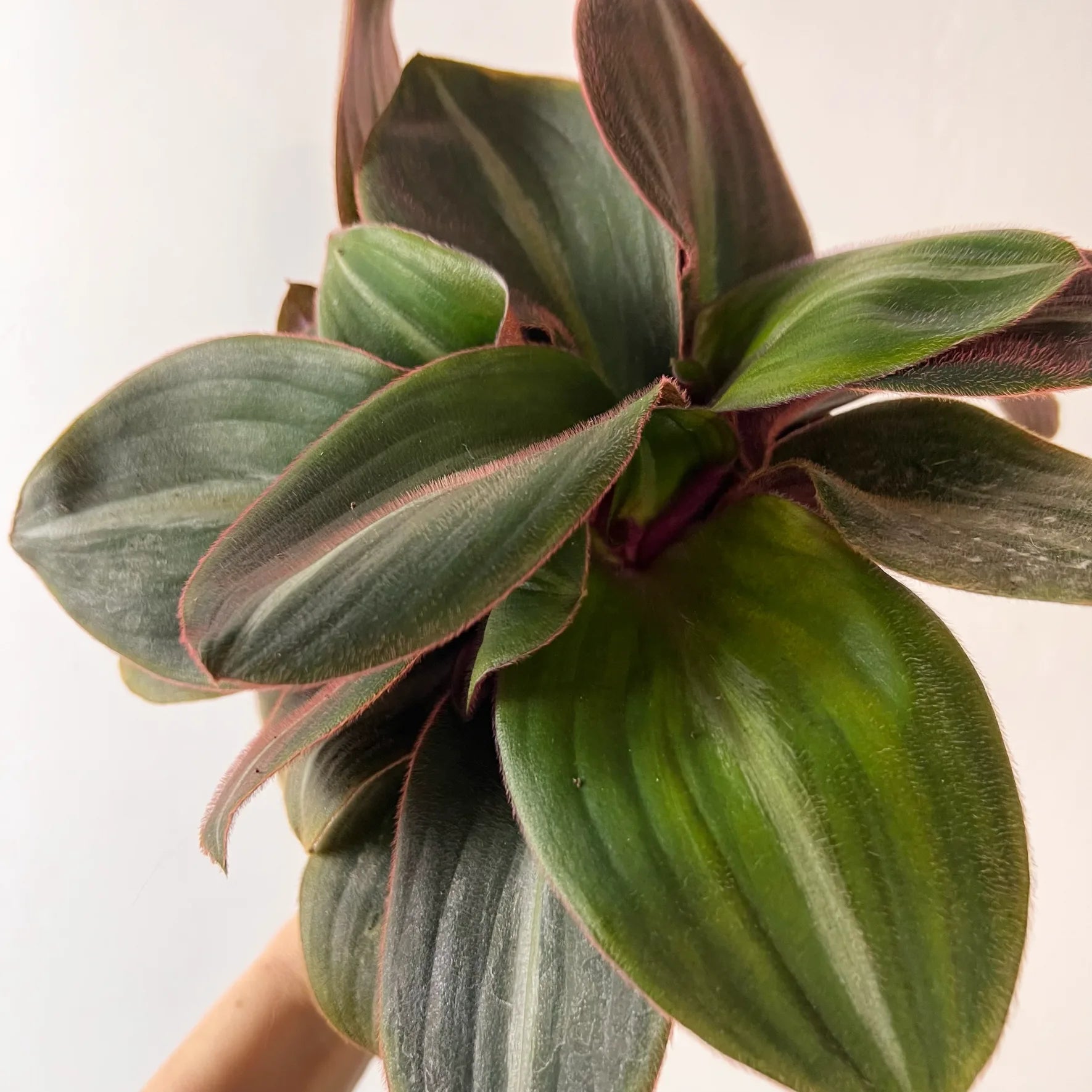 Tradescantia Siderasis Fusca