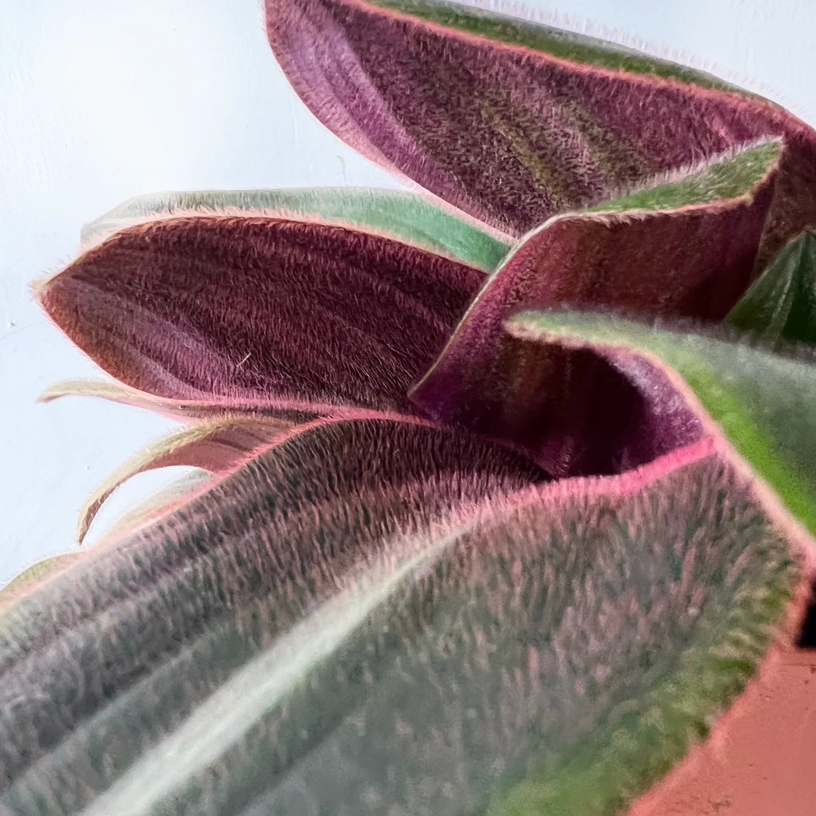 Tradescantia Siderasis Fusca