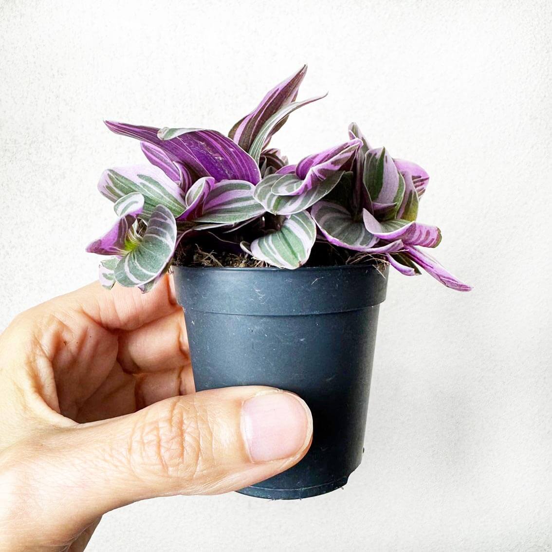 Tradescantia Sweetness Sweetness