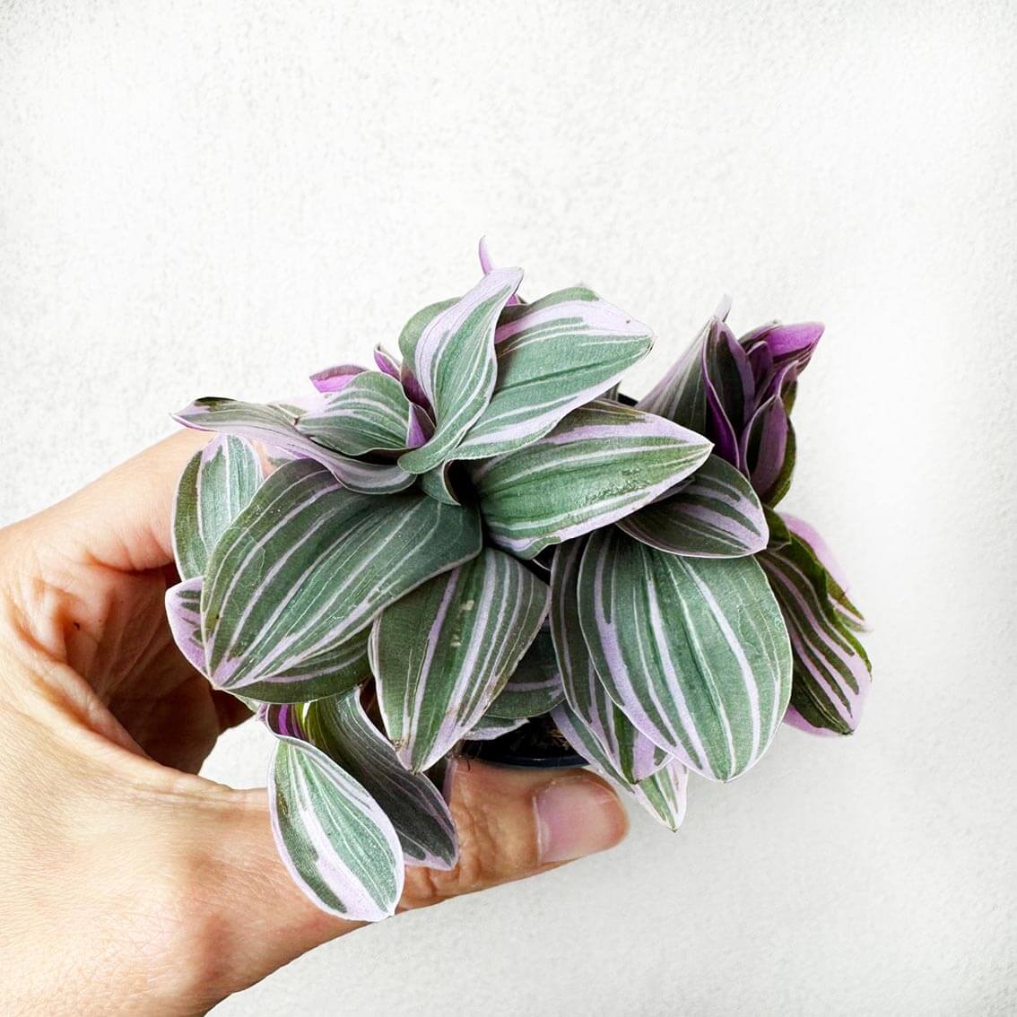 Tradescantia Sweetness Sweetness