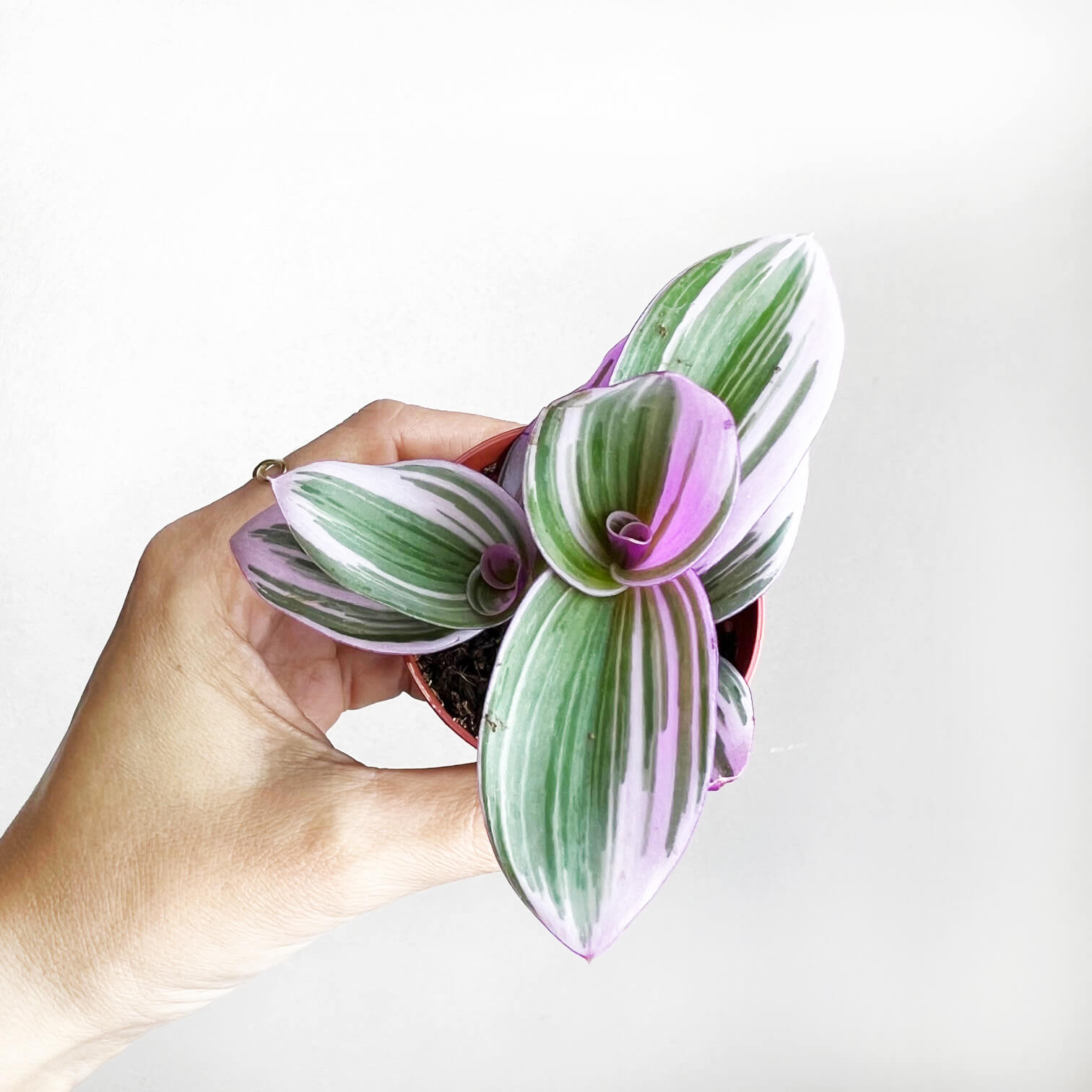 Tradescantia Albiflora Nanouk