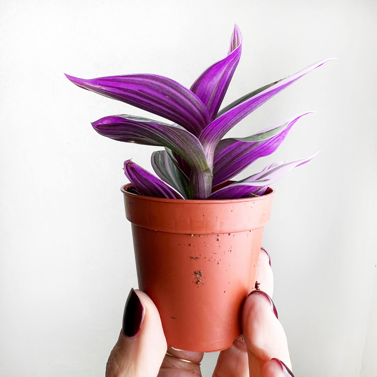 Tradescantia Albiflora Nanouk