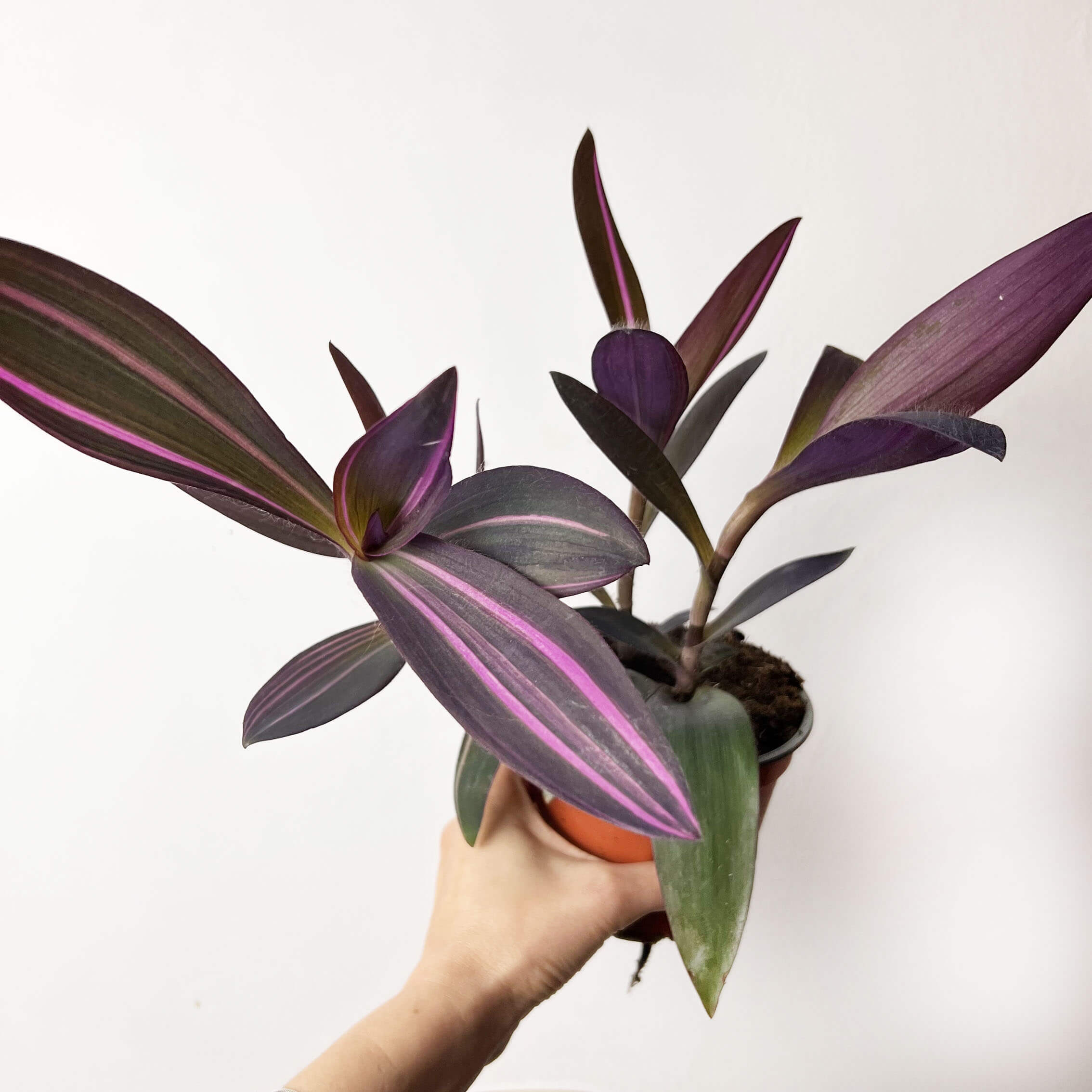 Tradescantia Pallida Pink Stripe