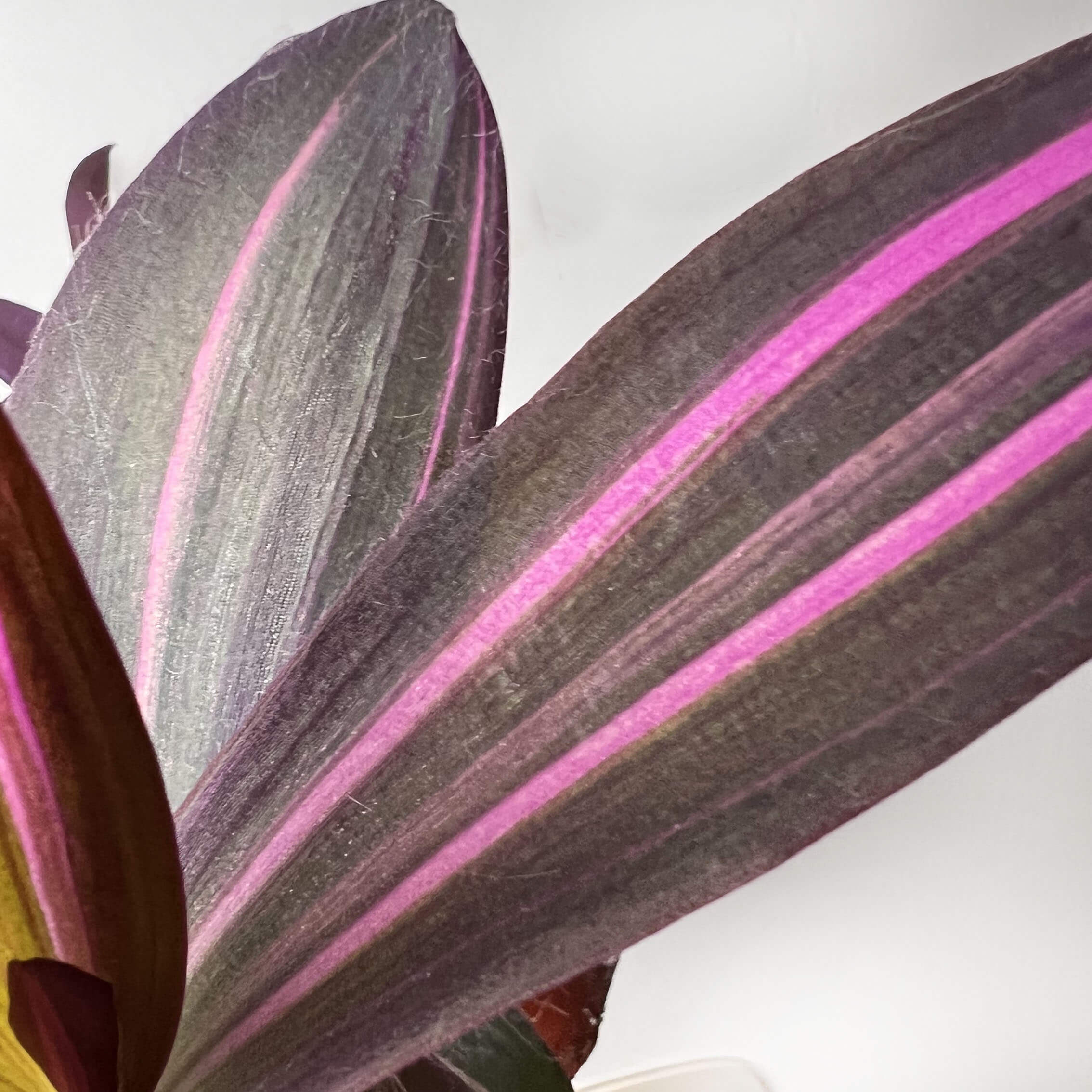 Tradescantia Pallida Pink Stripe