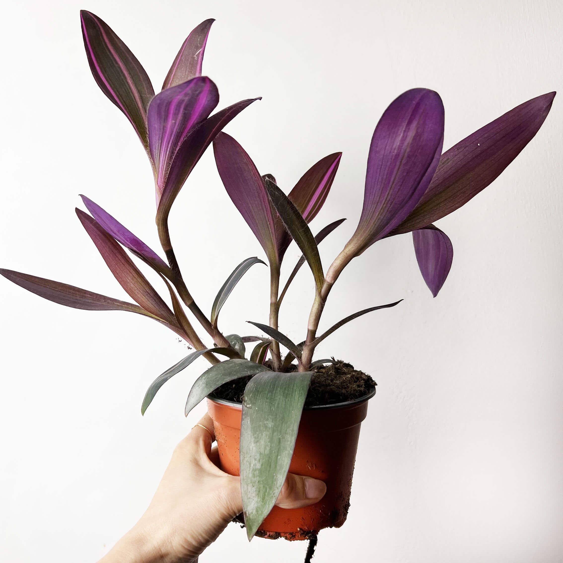Tradescantia Pallida Pink Stripe