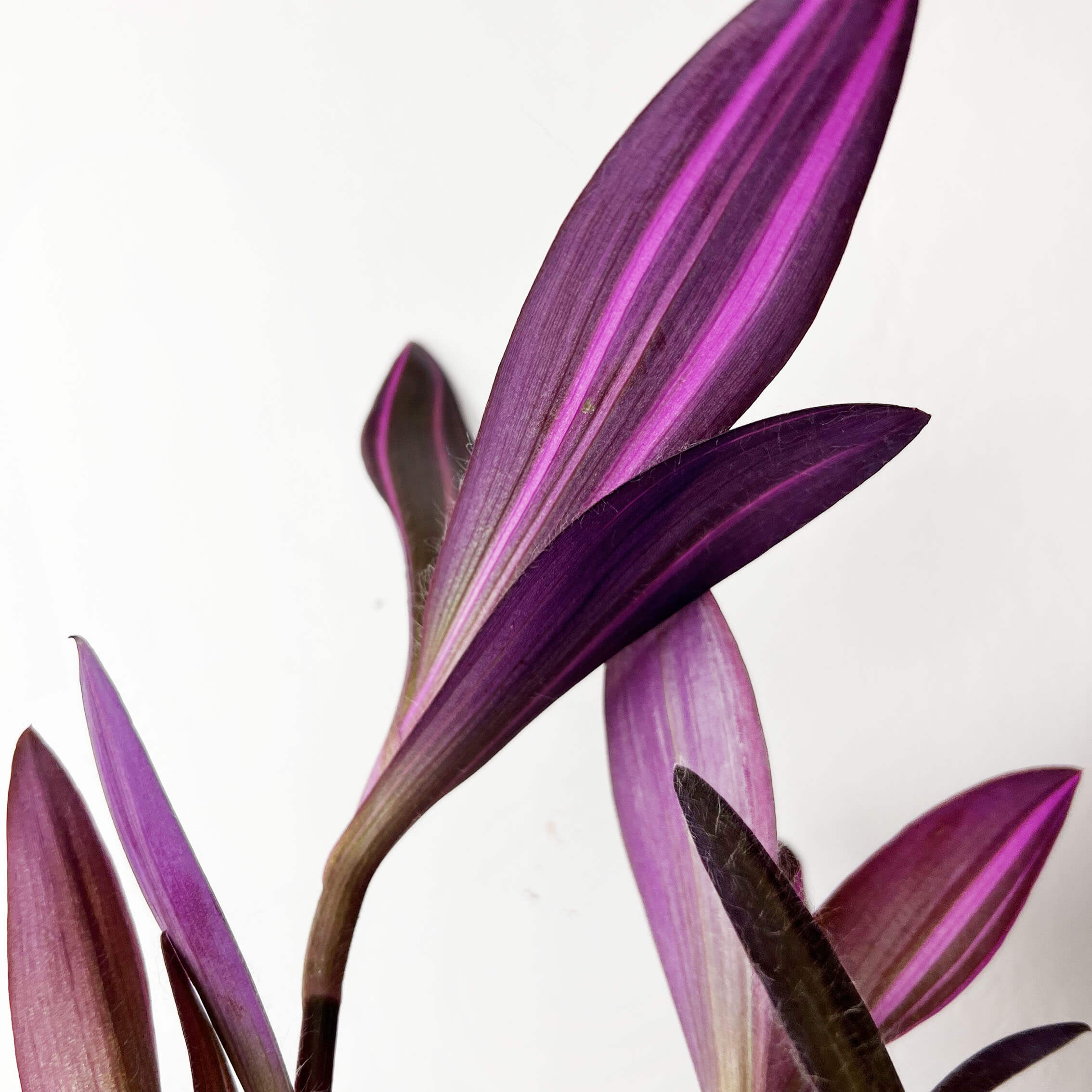 Tradescantia Pallida Pink Stripe