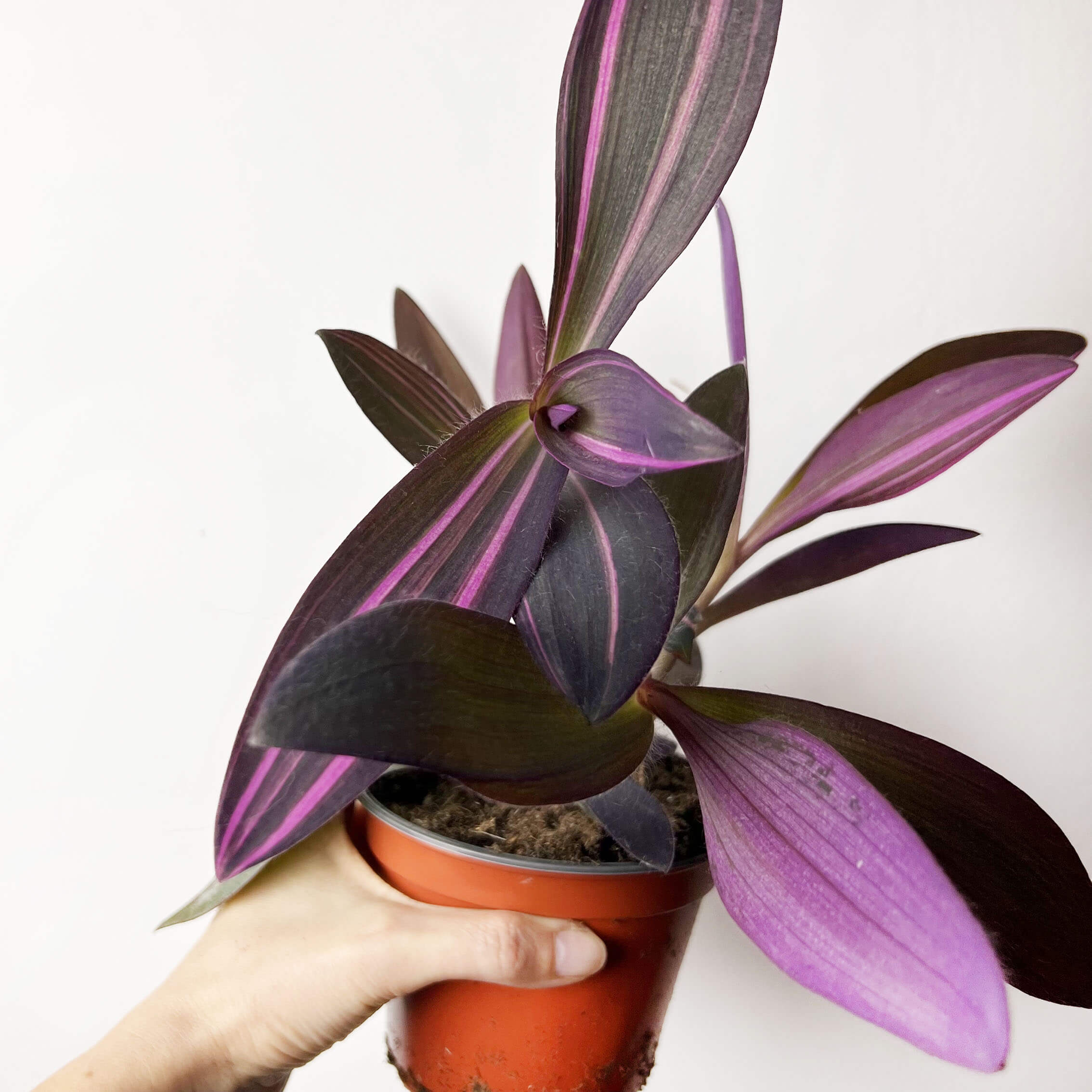 Tradescantia Pallida Pink Stripe