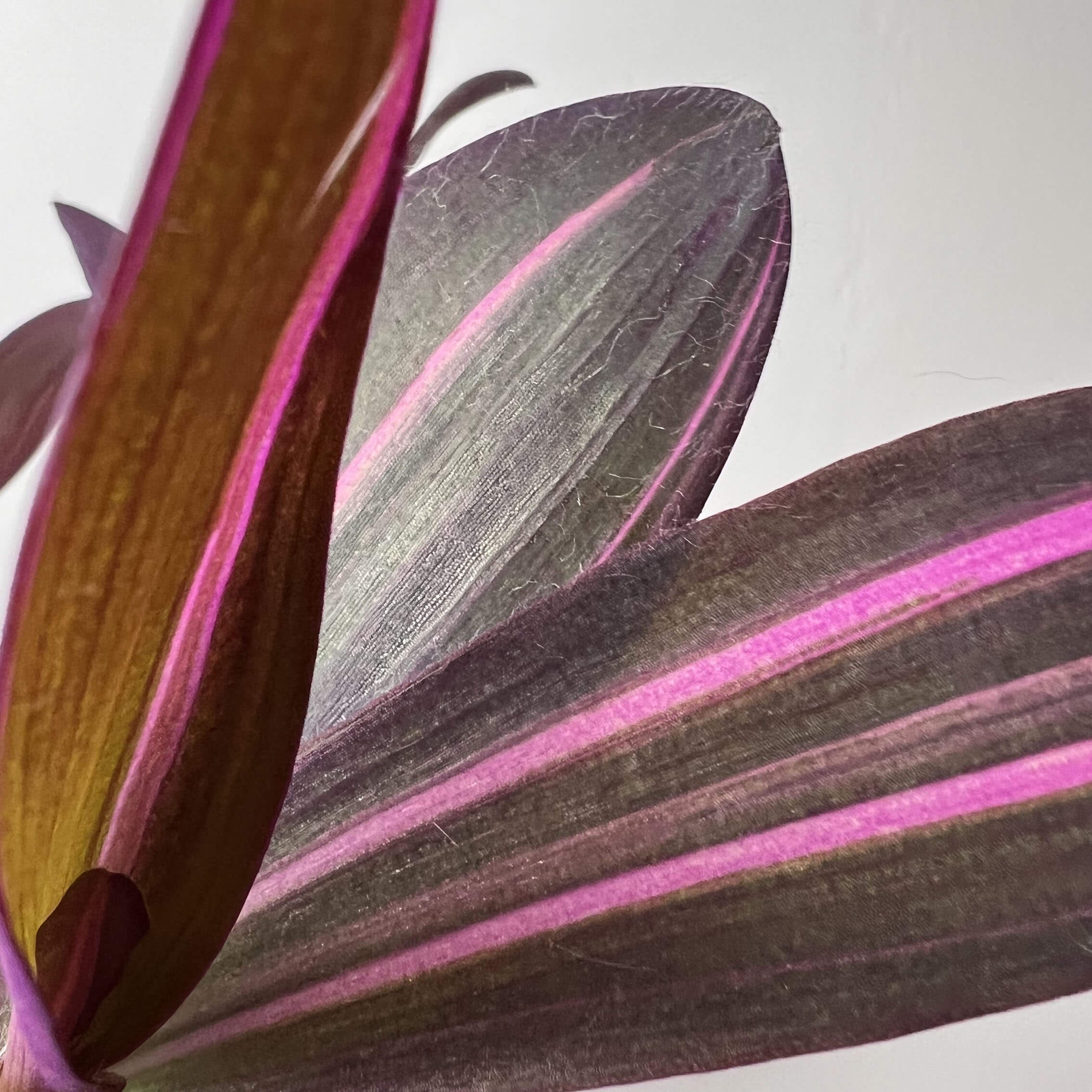 Tradescantia Pallida Pink Stripe