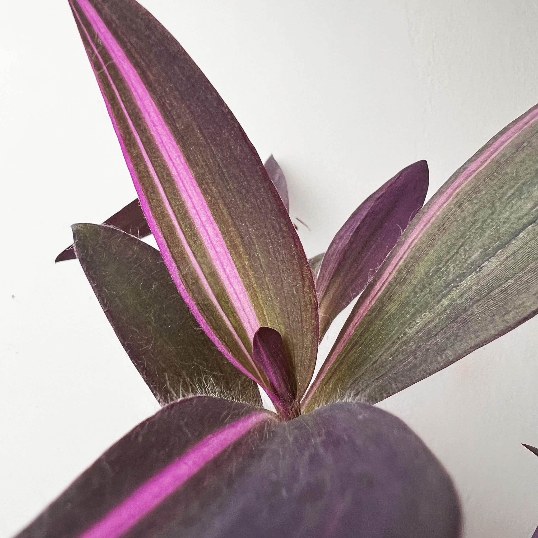 Tradescantia Pallida Pink Stripe