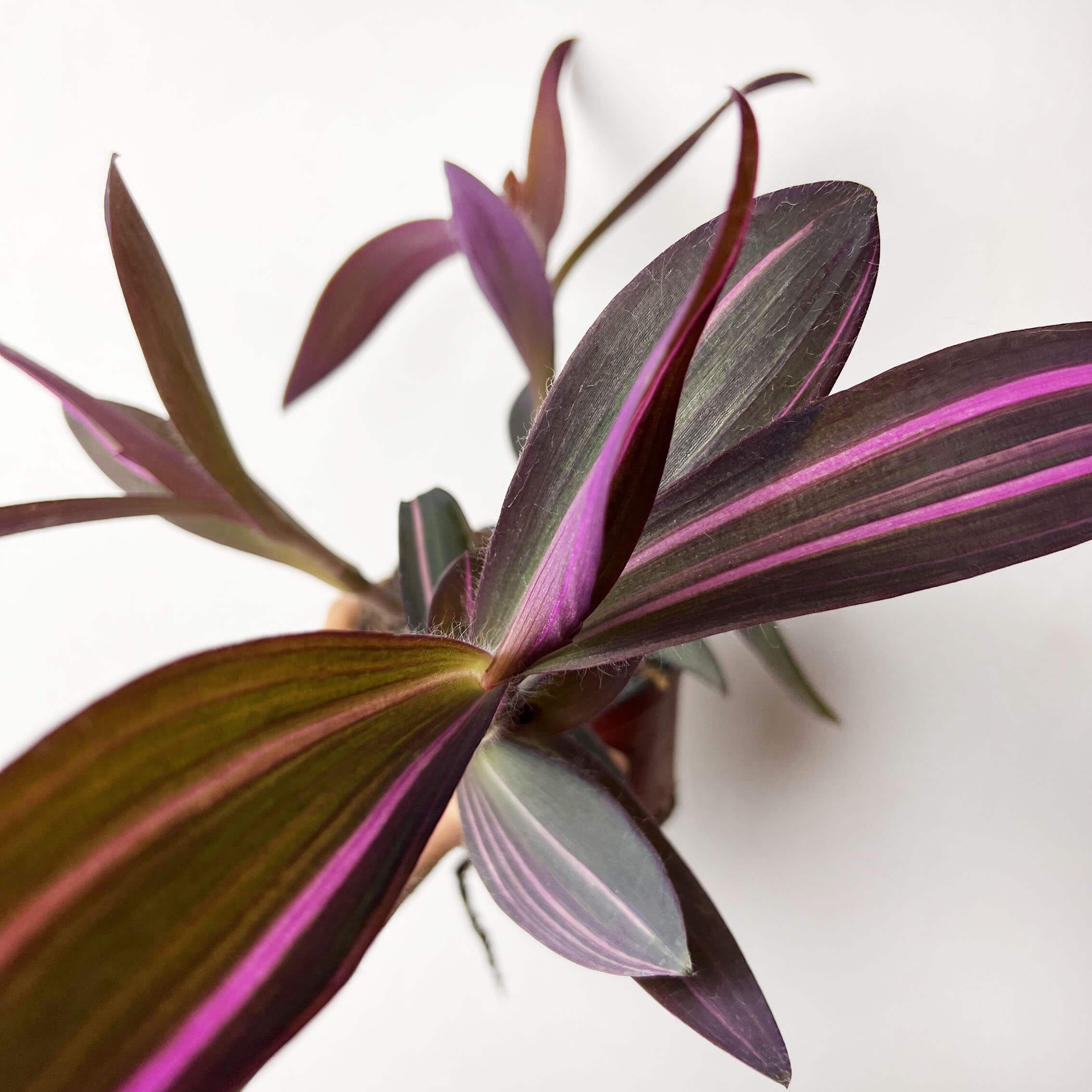 Tradescantia Pallida Pink Stripe