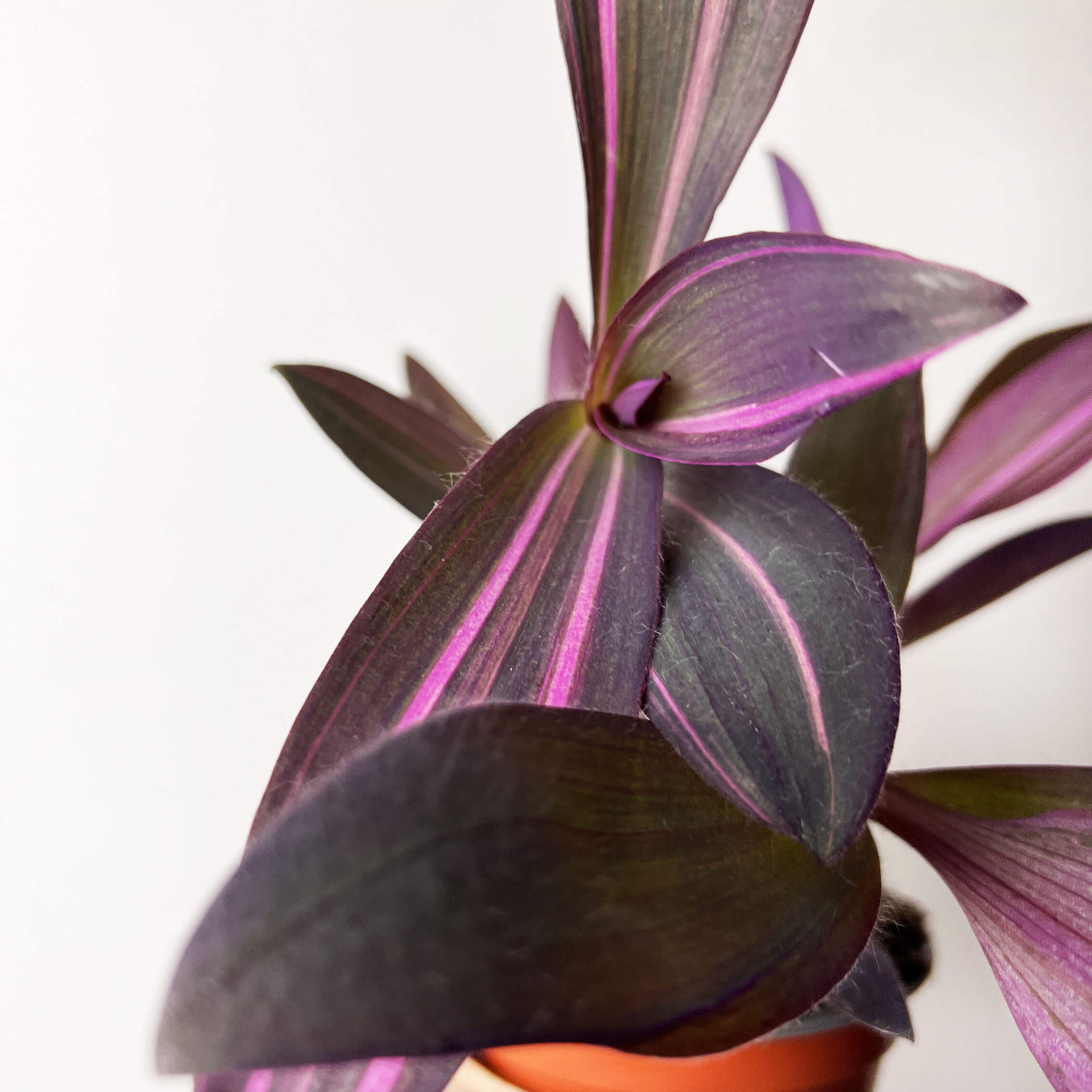 Tradescantia Pallida Pink Stripe