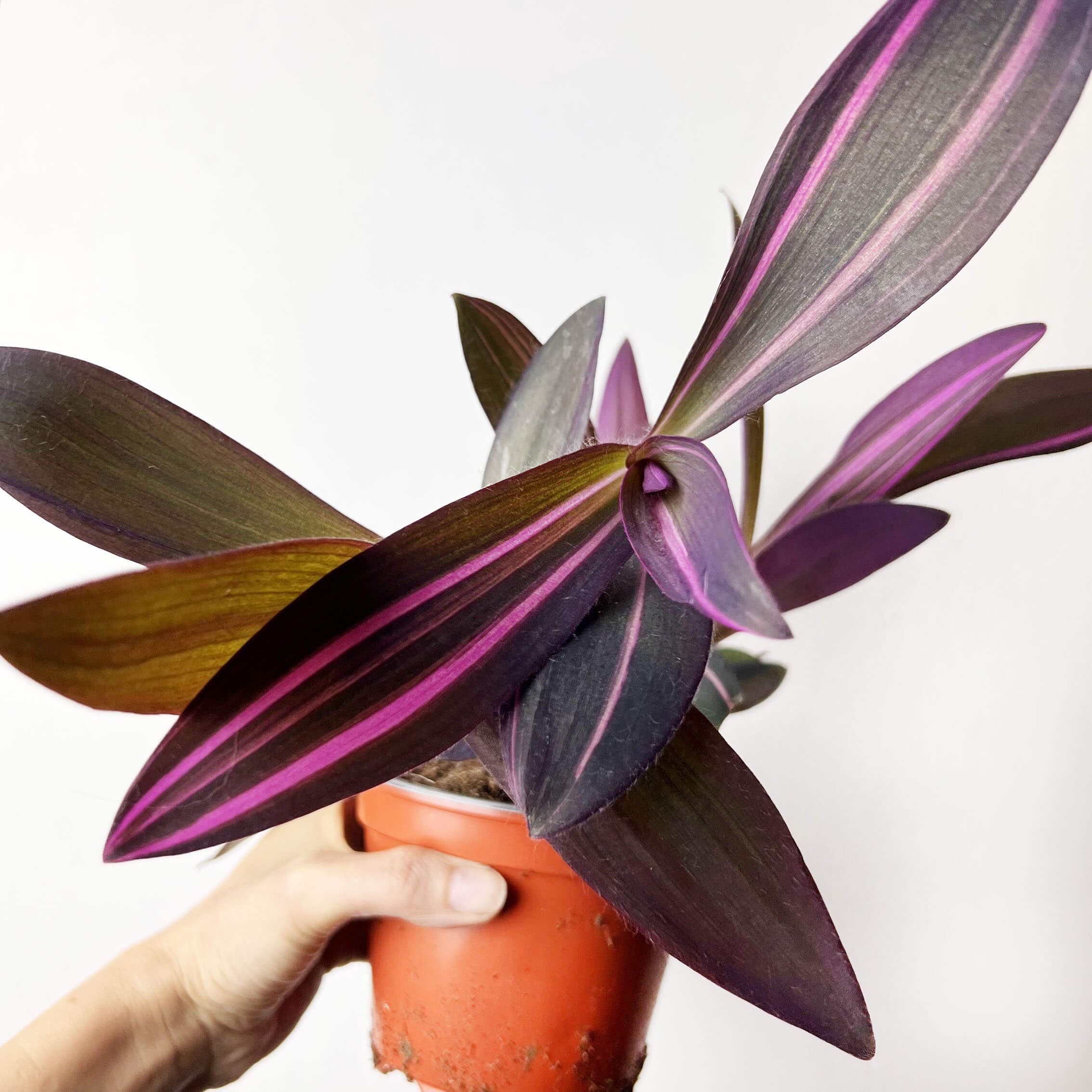 Tradescantia Pallida Pink Stripe