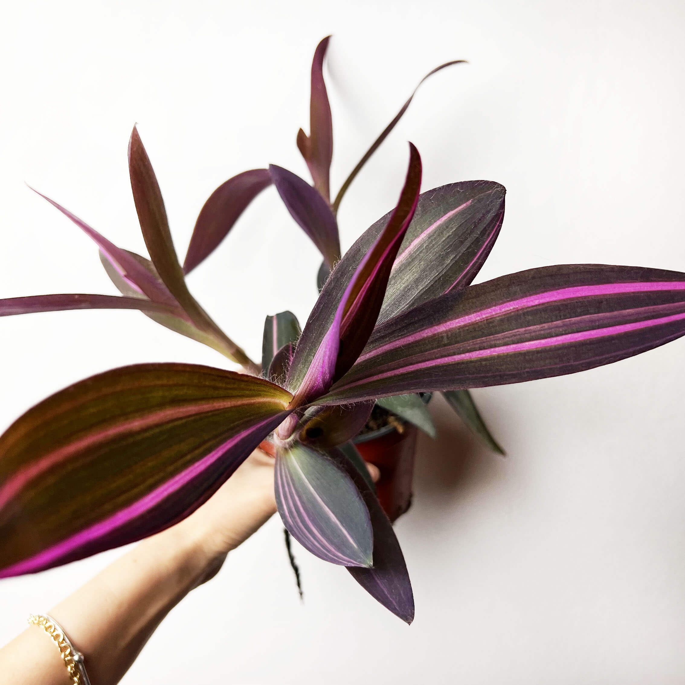 Tradescantia Pallida Pink Stripe