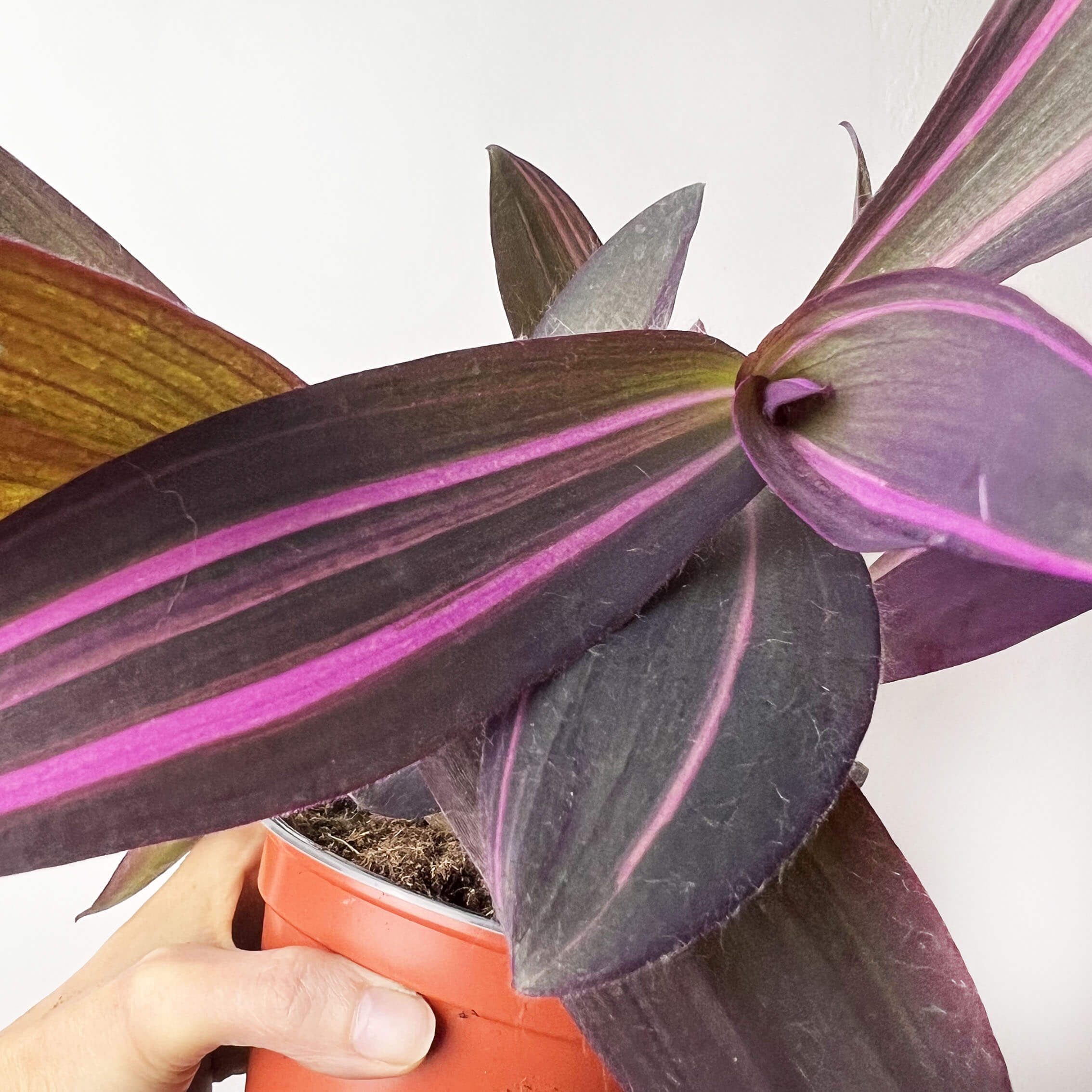 Tradescantia Pallida Pink Stripe