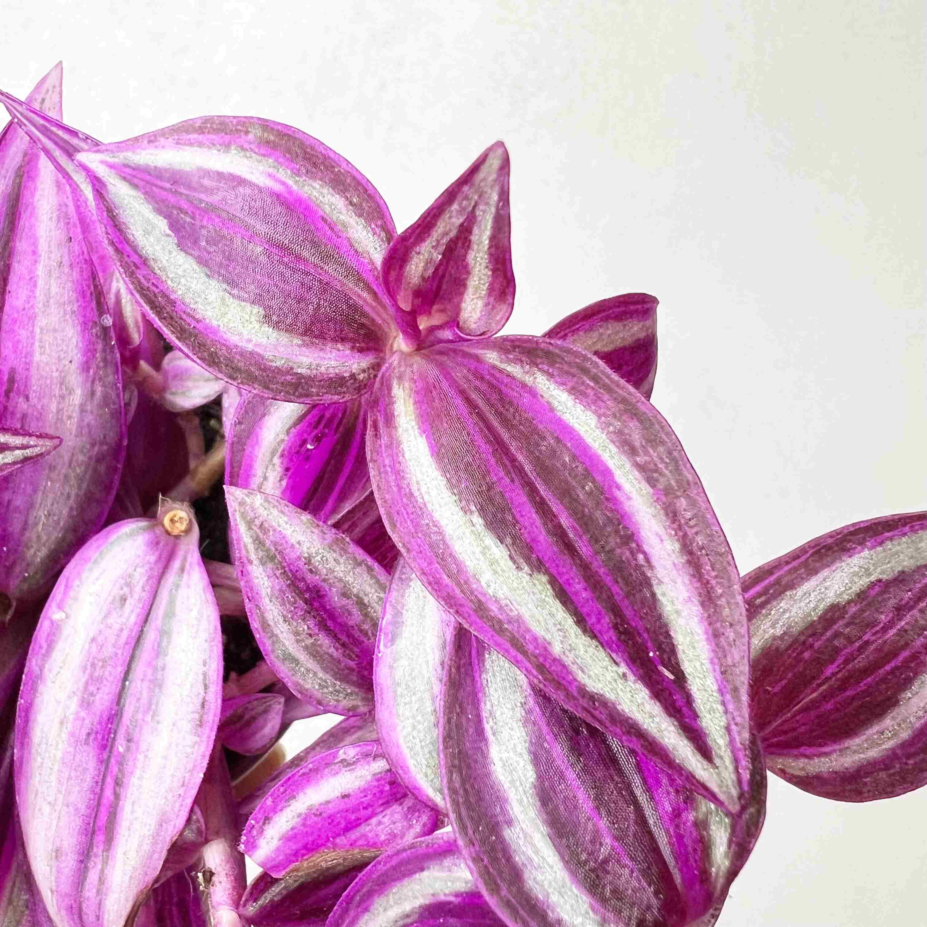 Tradescantia Pink Paradise