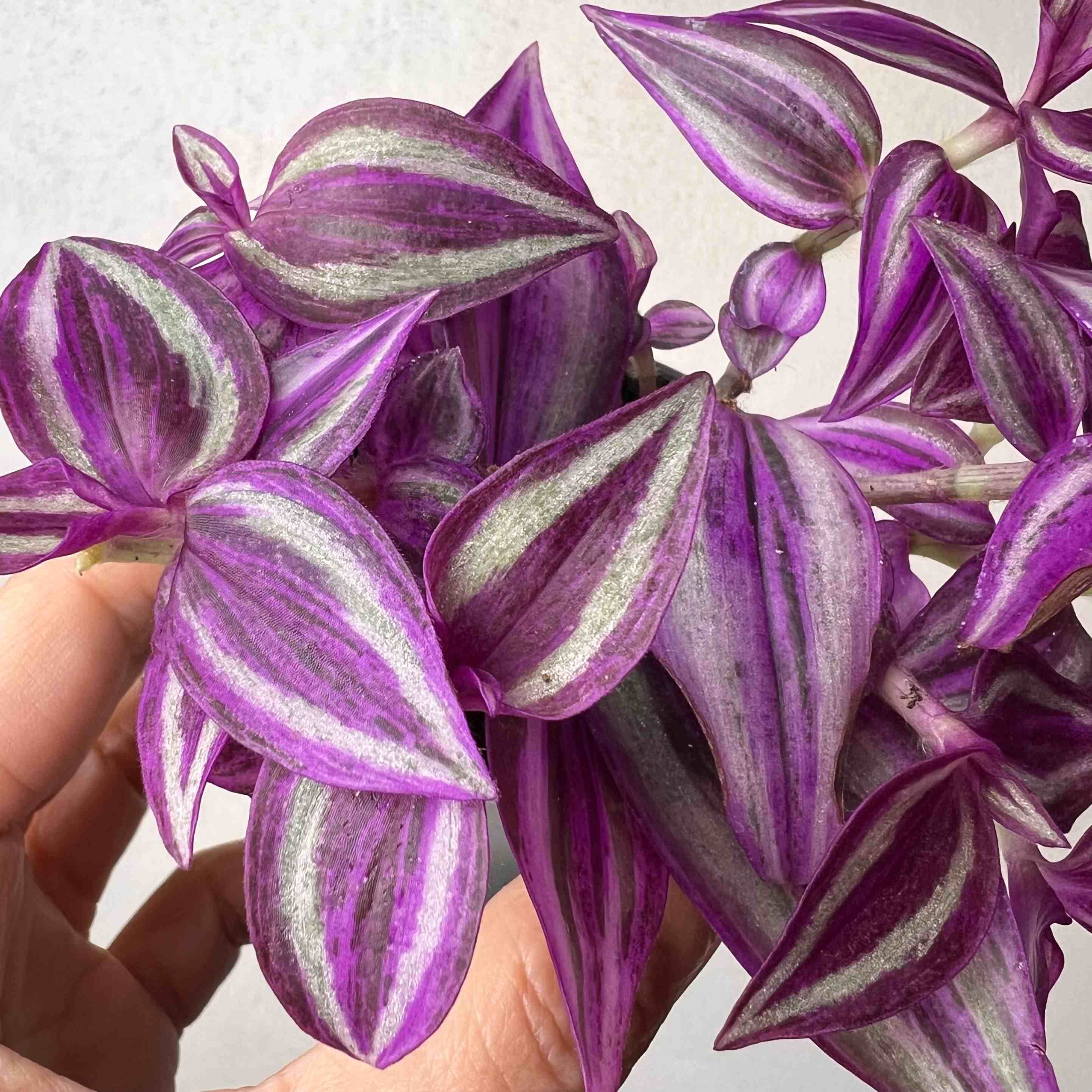 Tradescantia Pink Paradise
