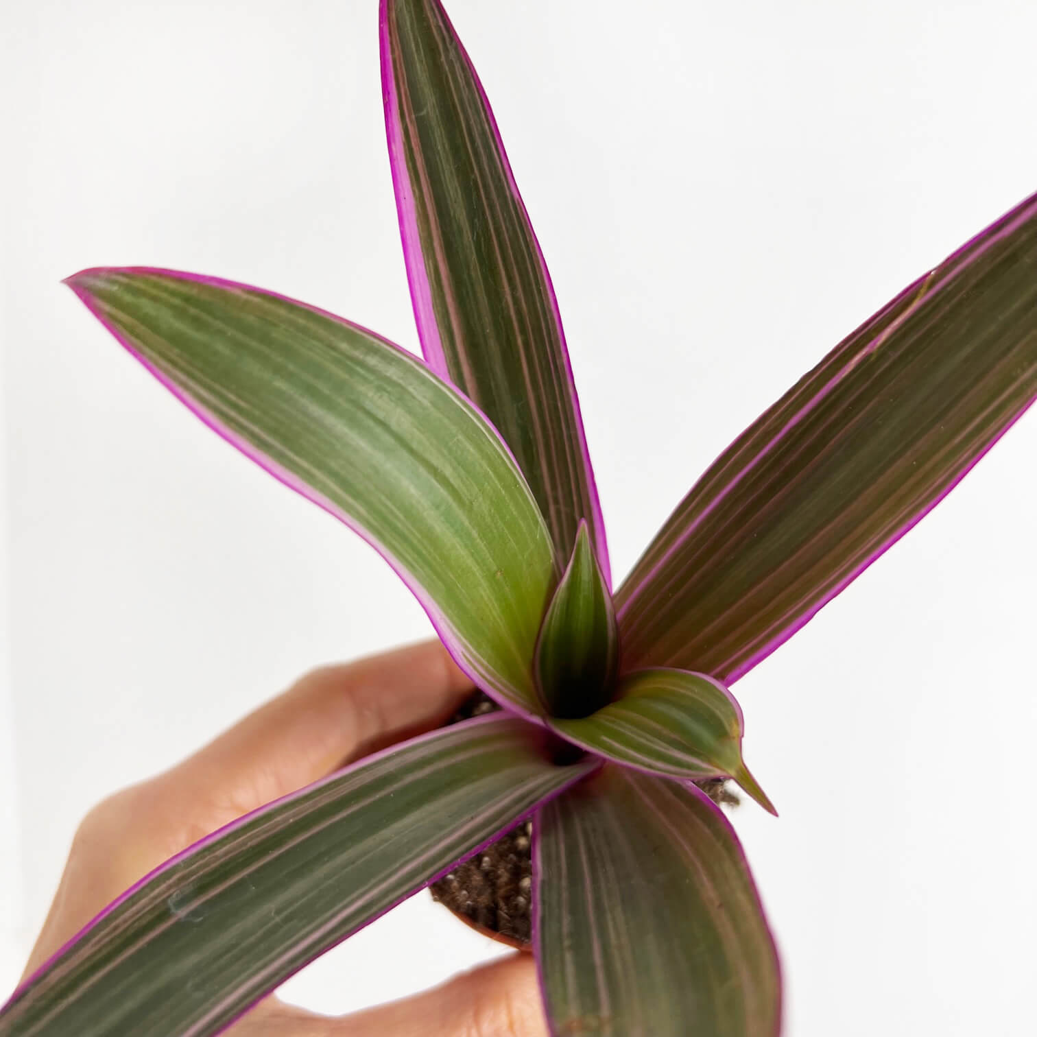 Tradescantia Spathacea Sitara