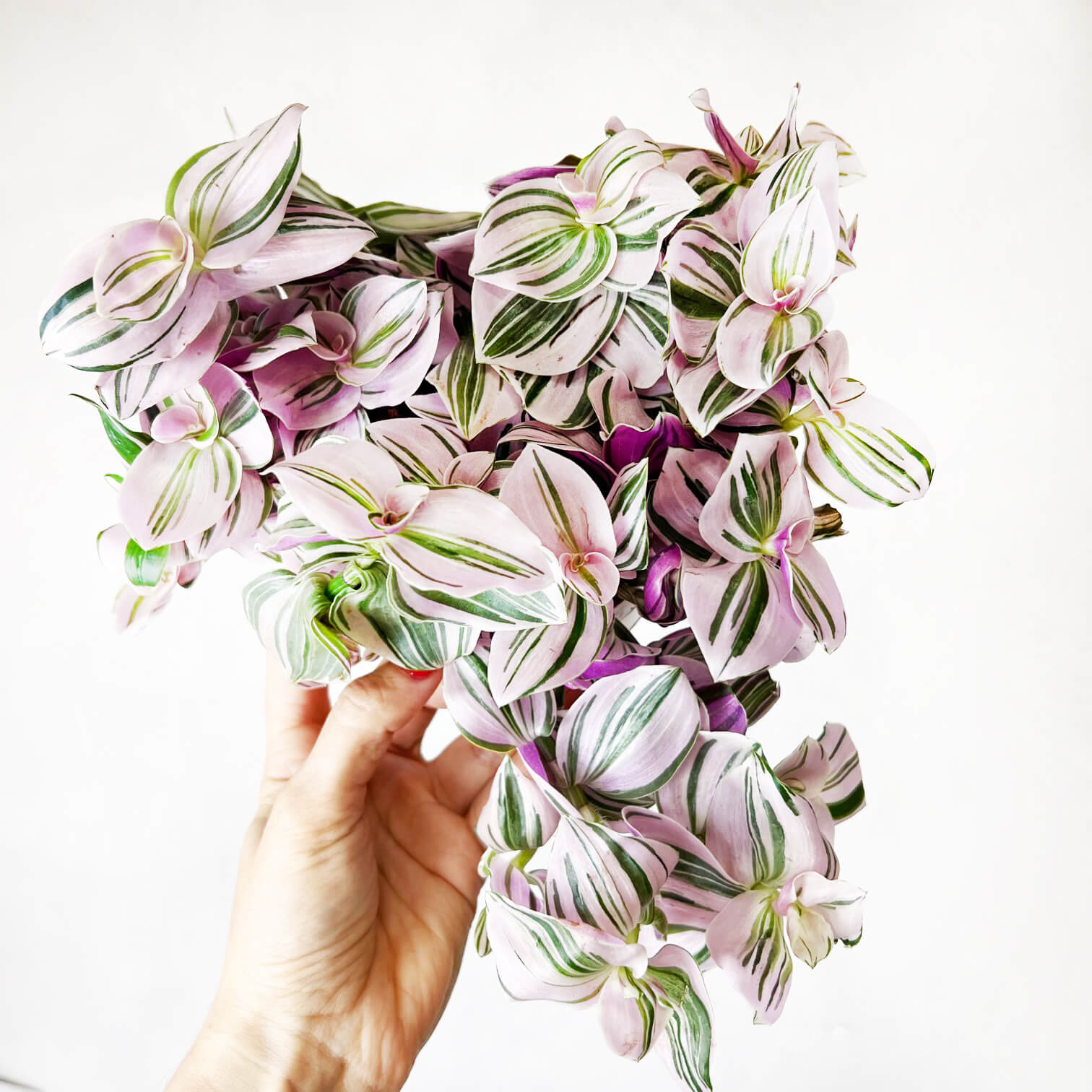 Tradescantia Unicorn
