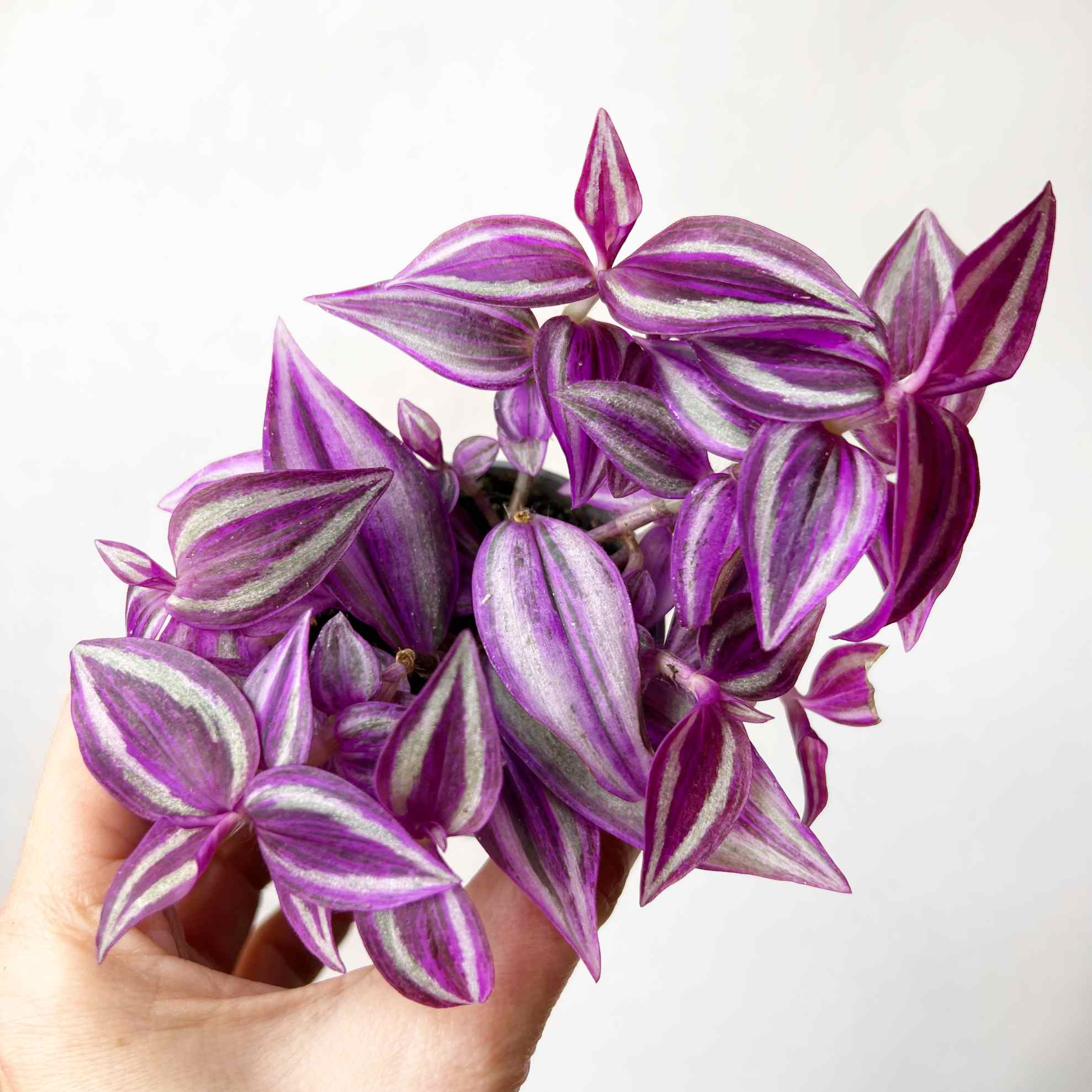 Tradescantia Pink Paradise