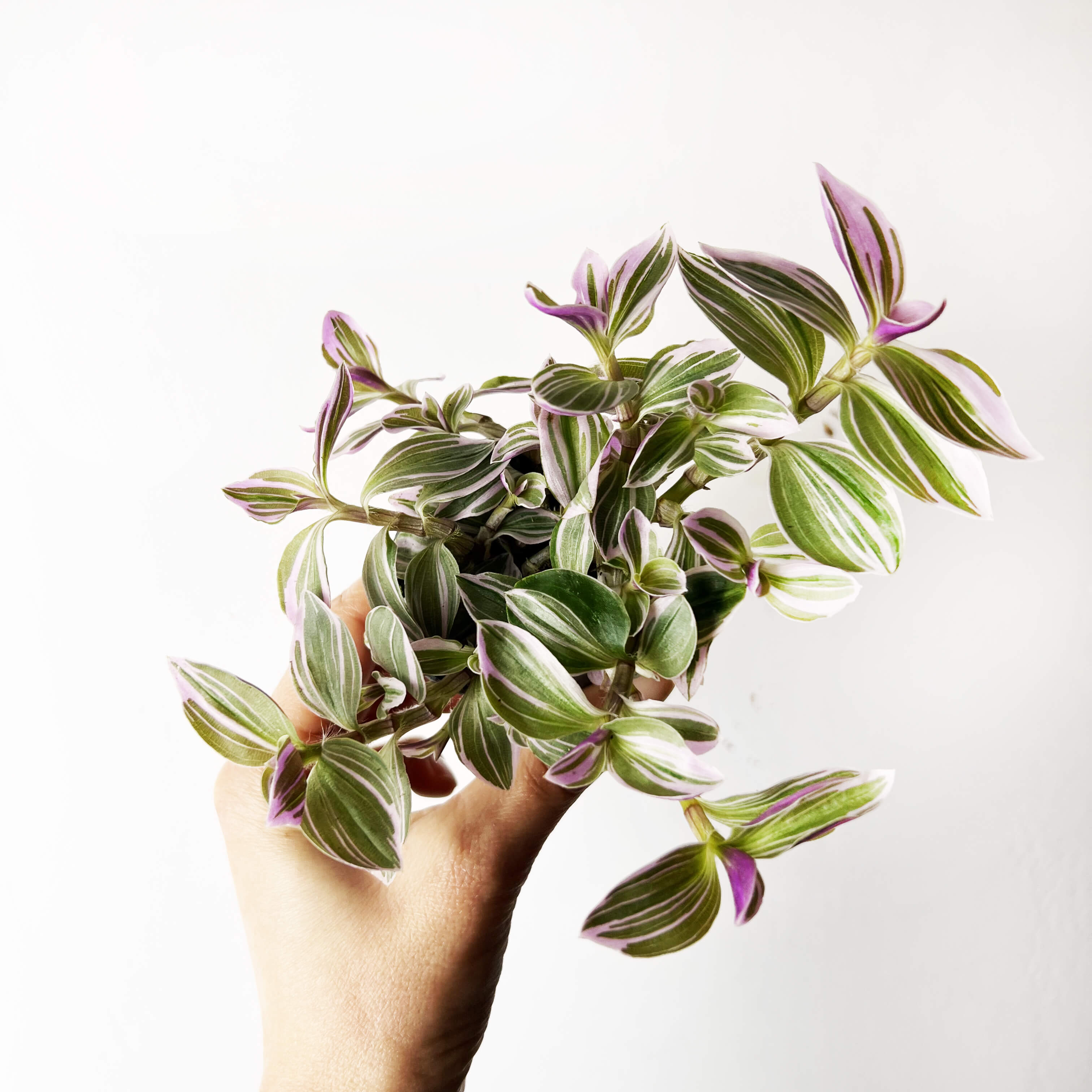 Tradescantia Sweetness
