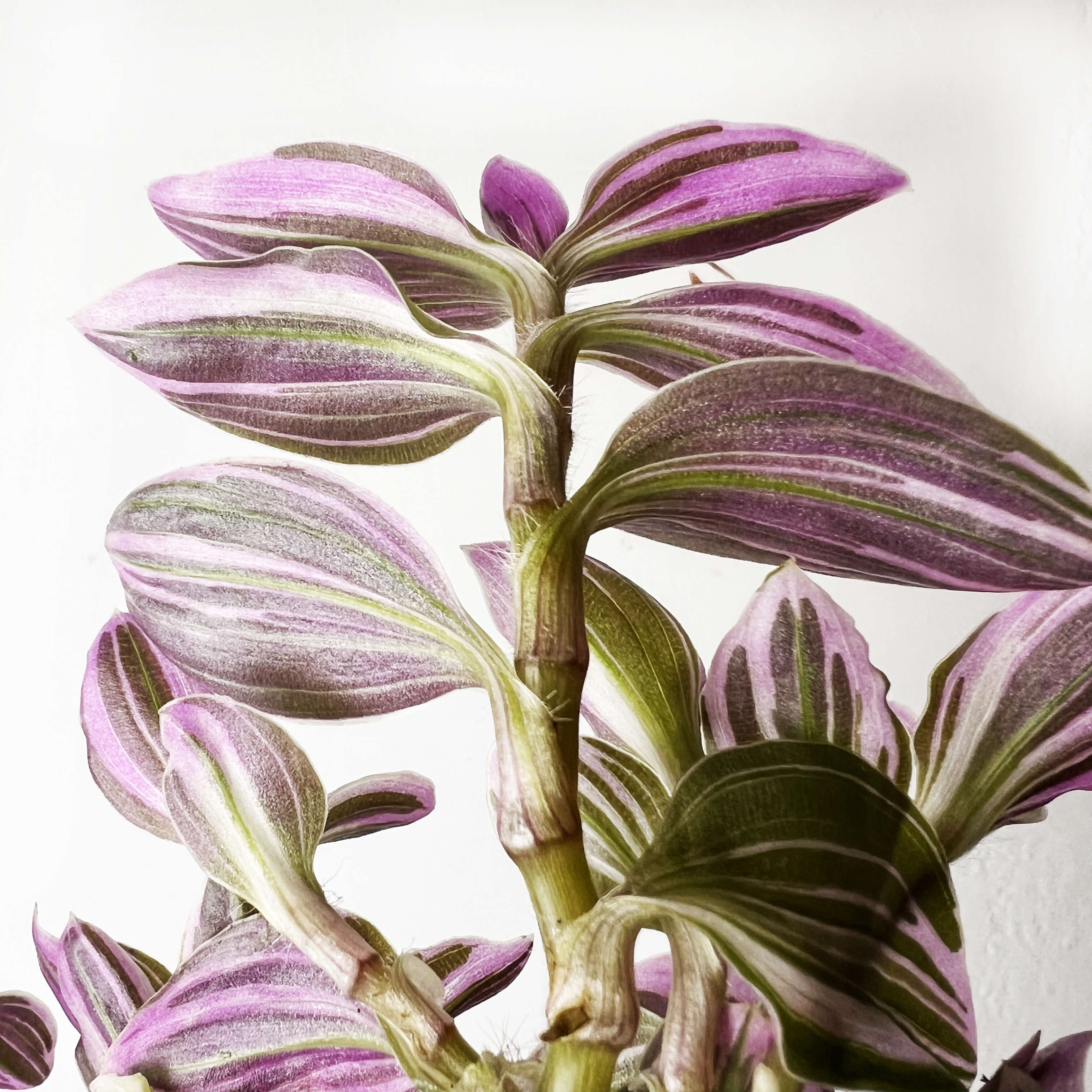 Tradescantia Sweetness