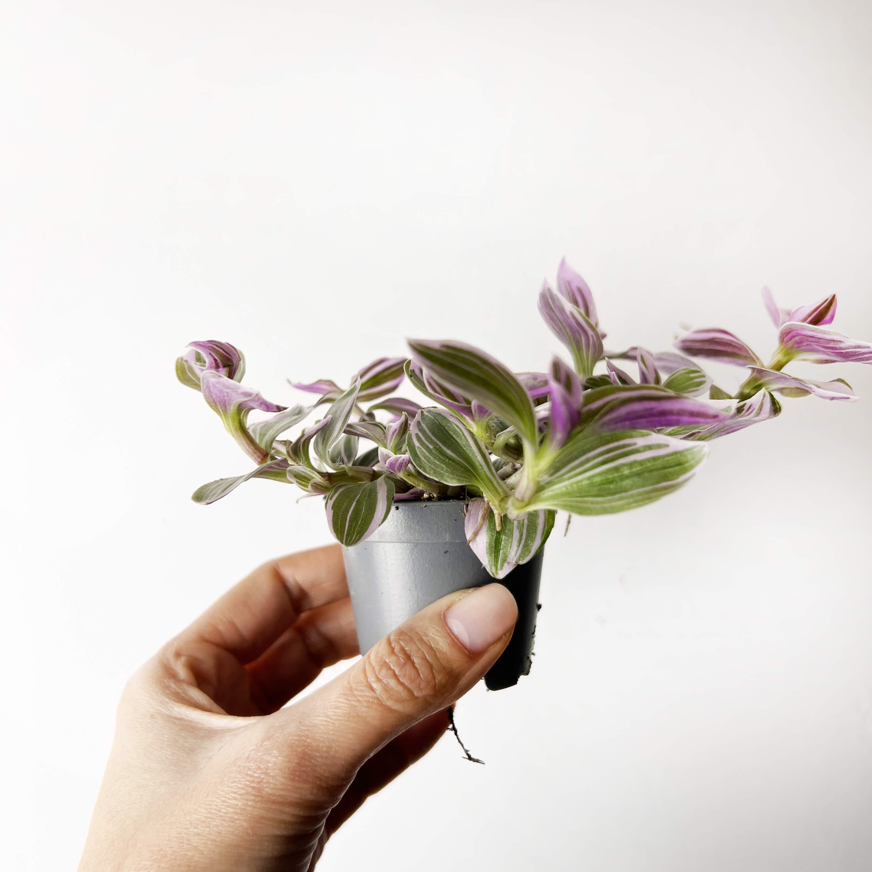 Tradescantia Sweetness