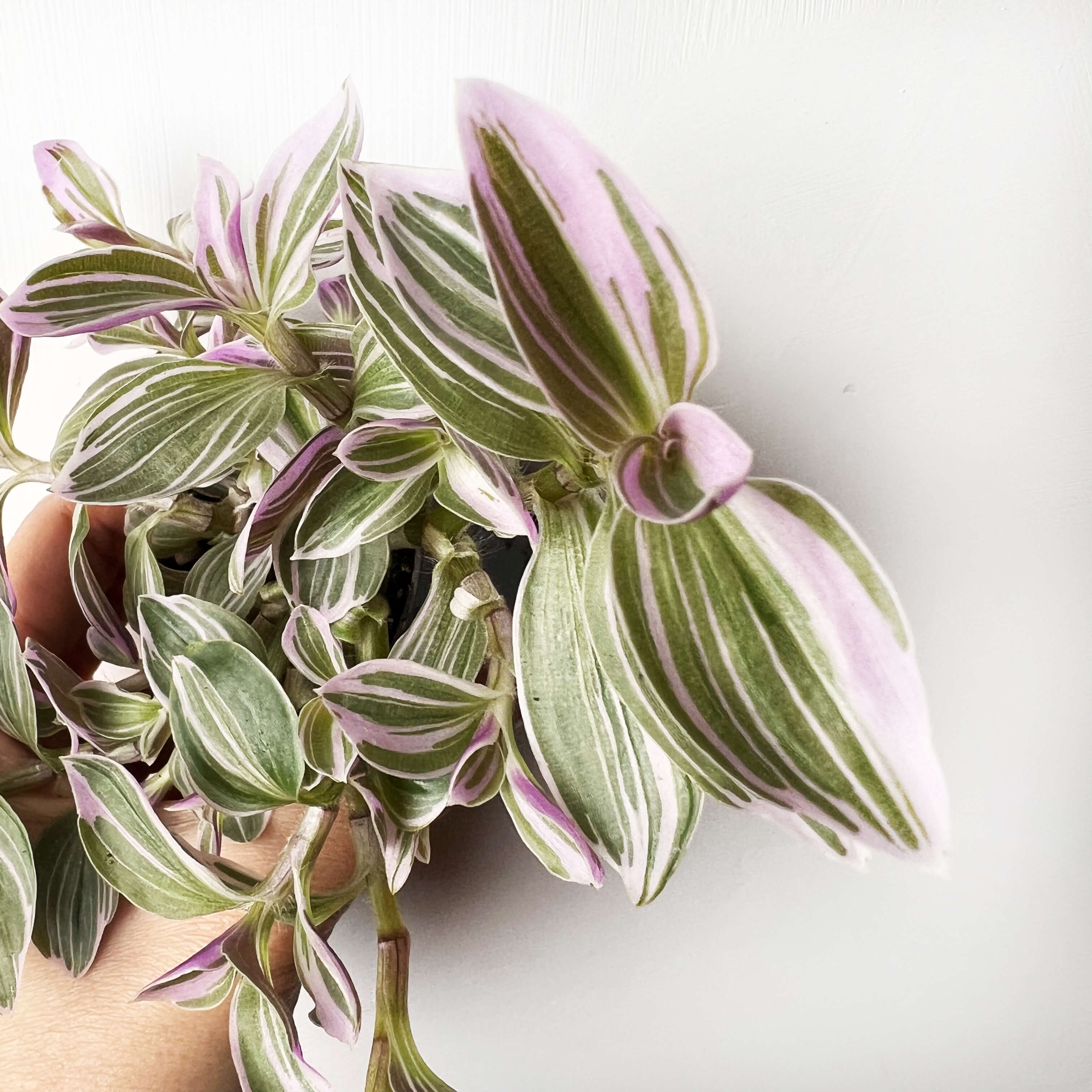 Tradescantia Sweetness