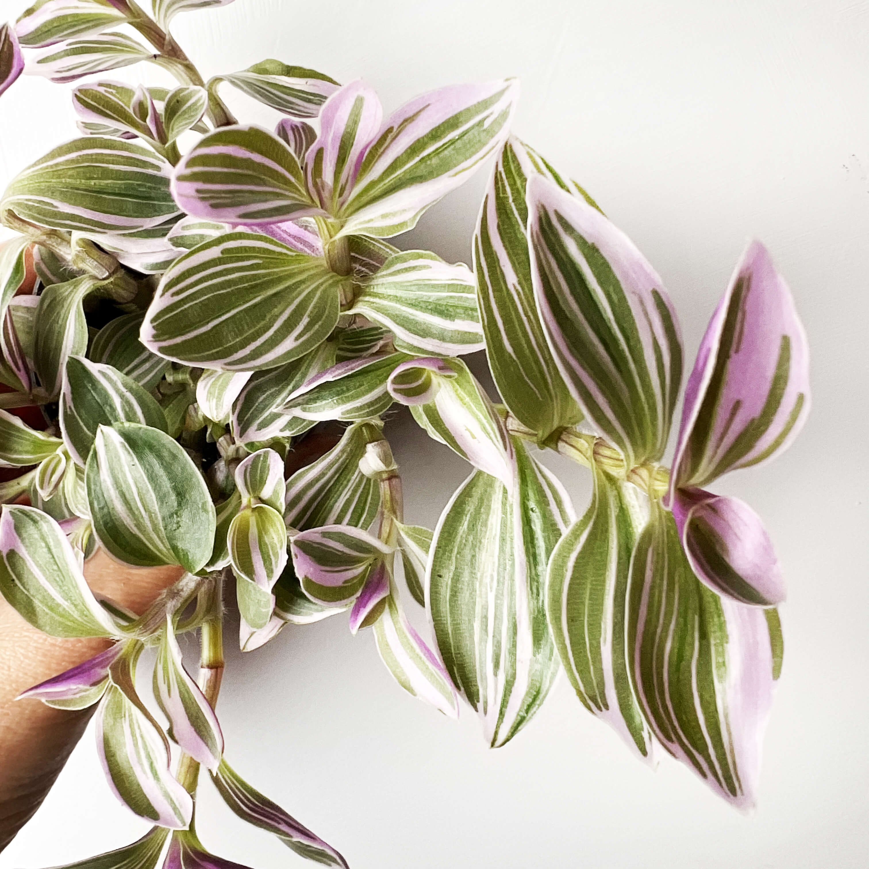 Tradescantia Sweetness
