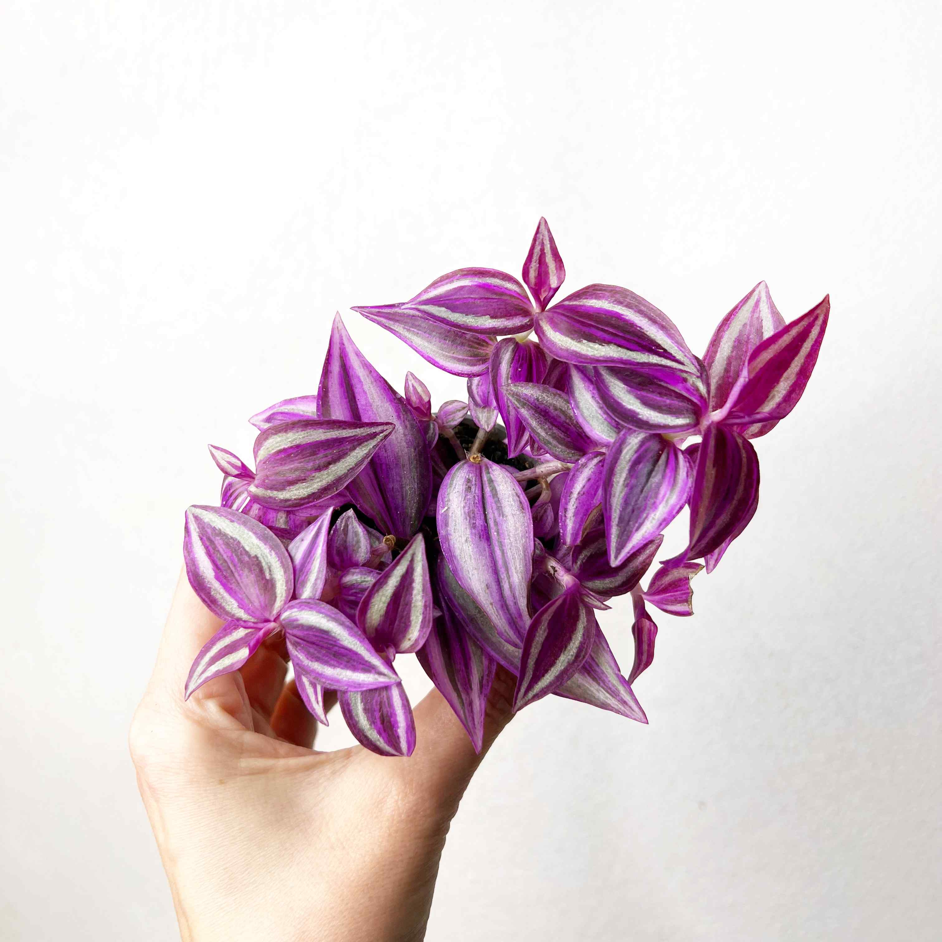Tradescantia Pink Paradise