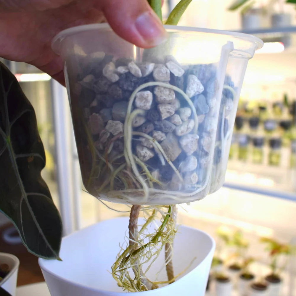 VASO AUTOIRRIGANTE CON FILO