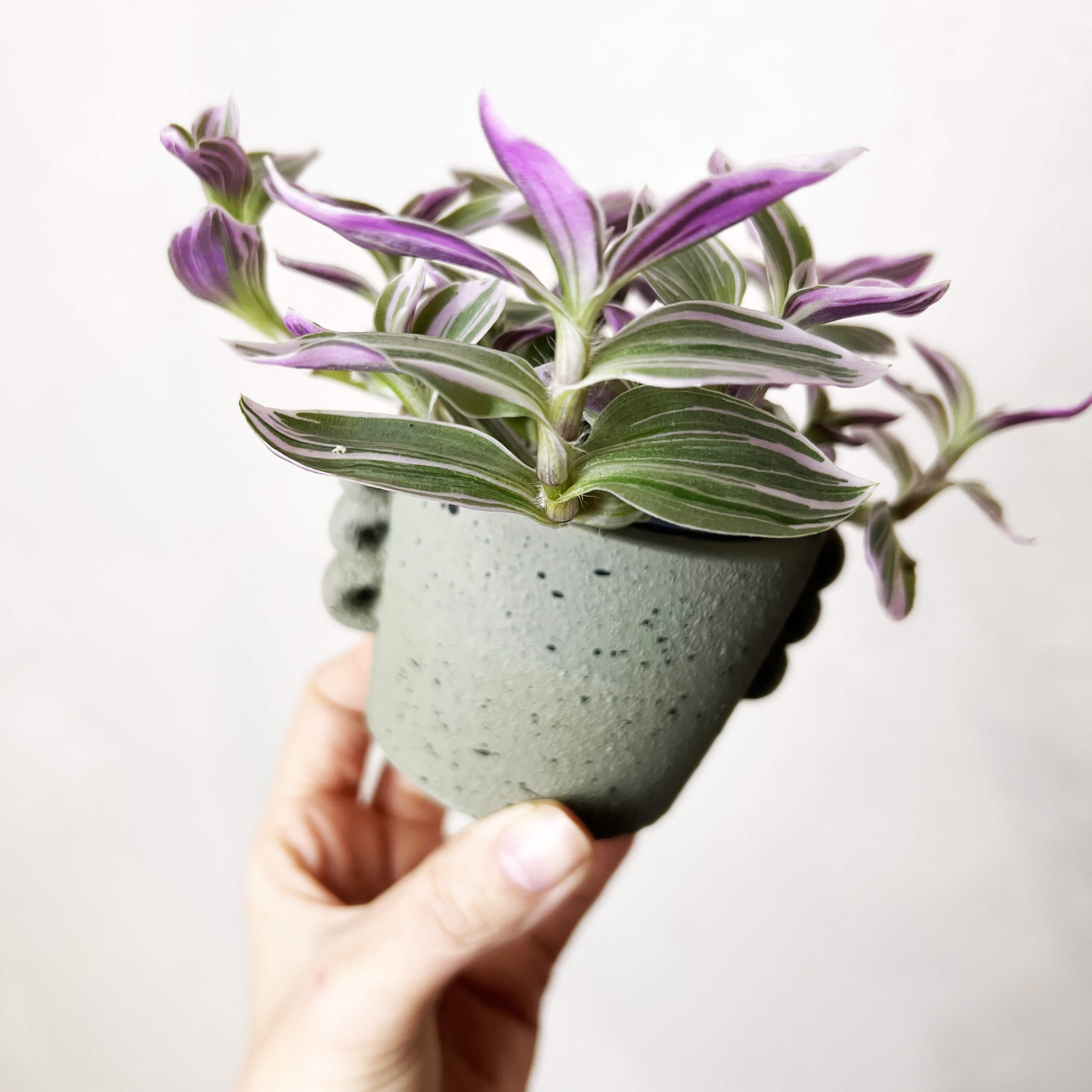 Vaso Archetto grigio taupe